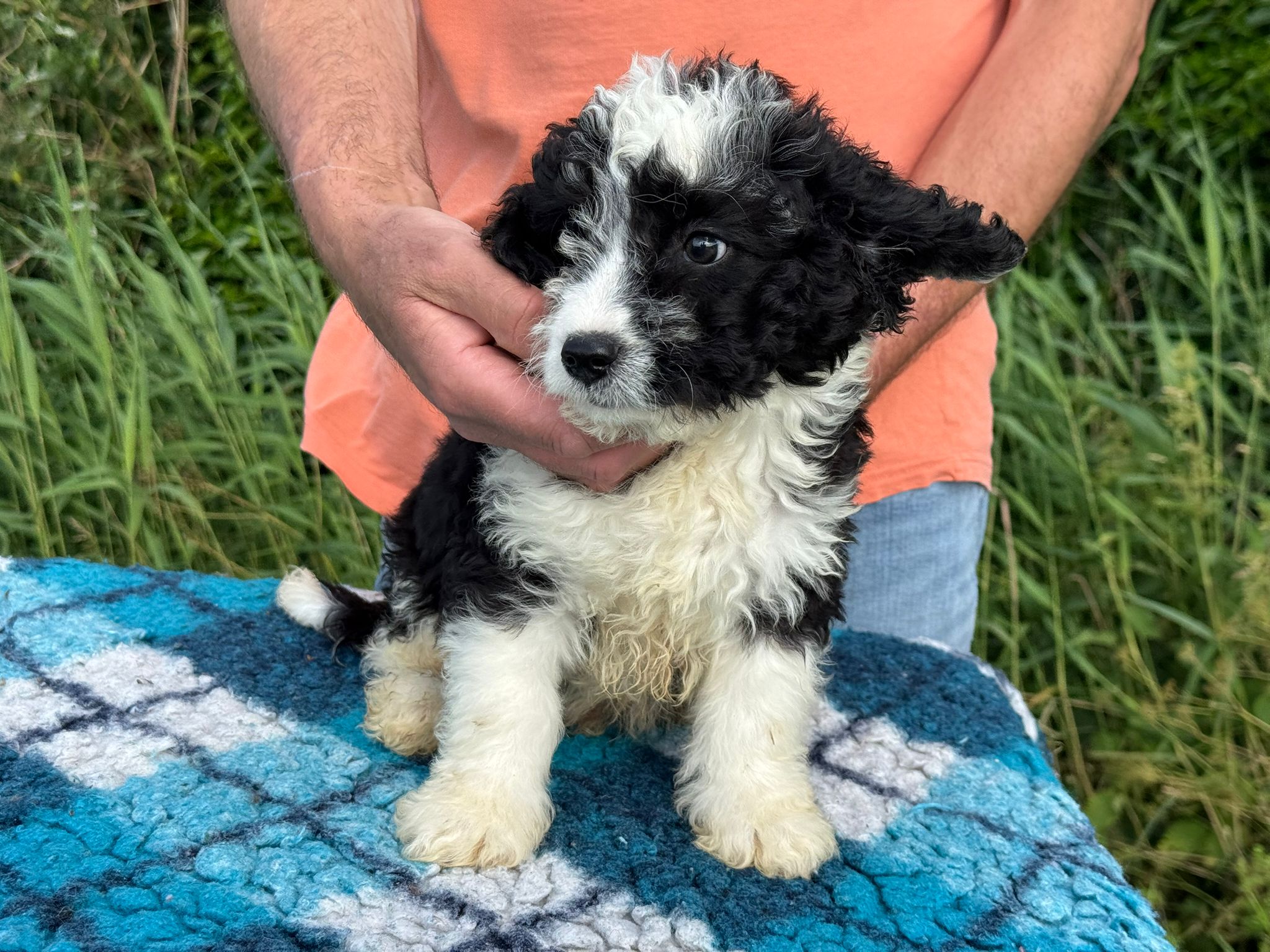 Spaanse Waterhond pup reu