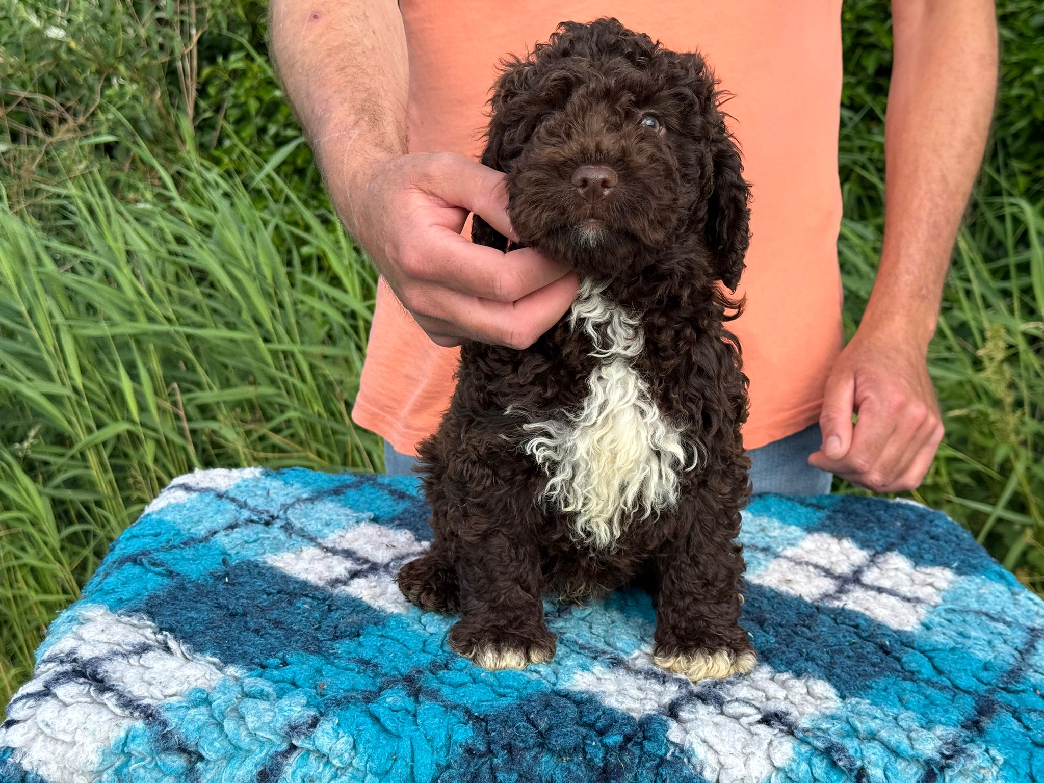Spaanse Waterhond pup reu