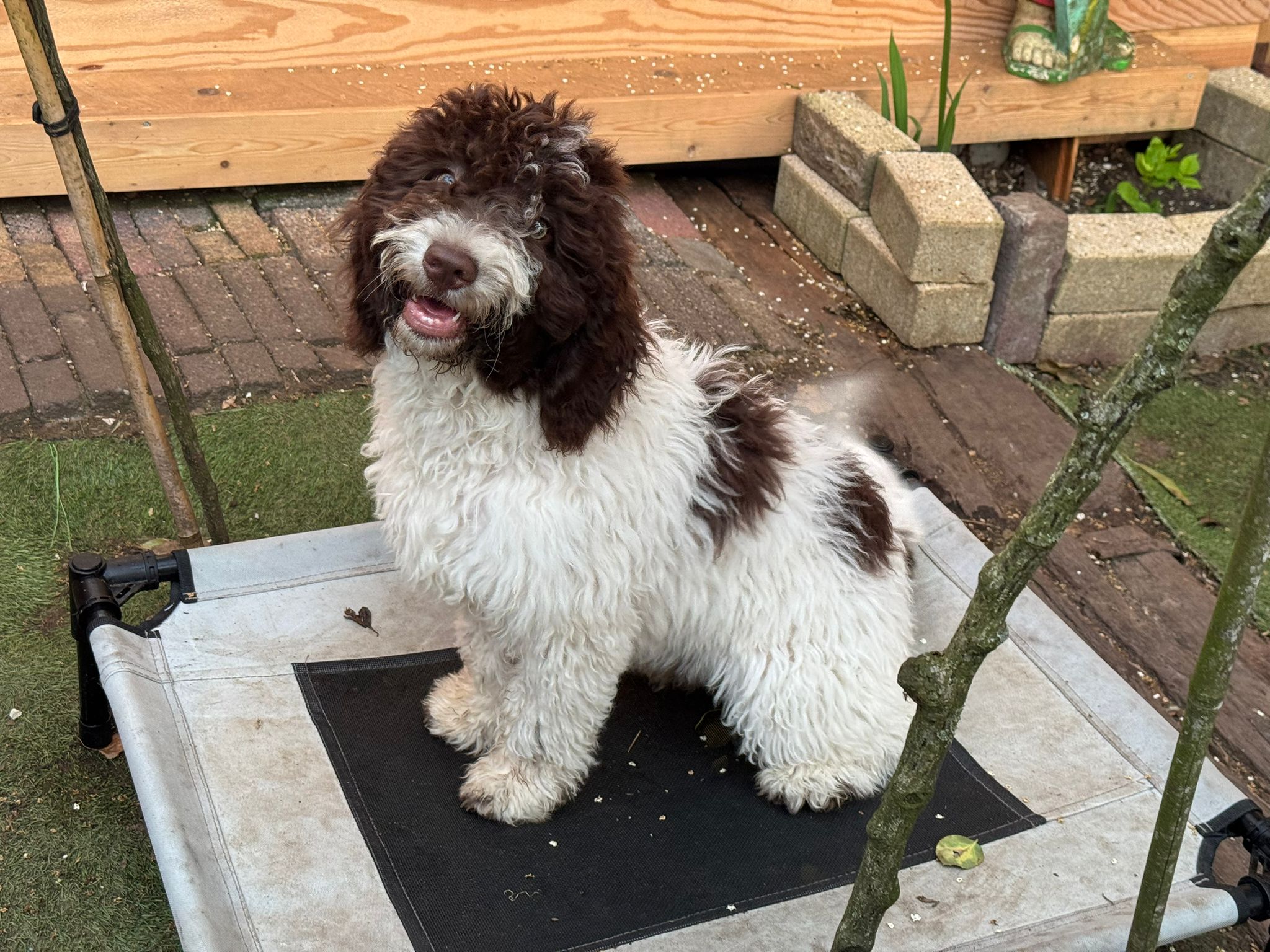 Spaanse Waterhond pup teefje