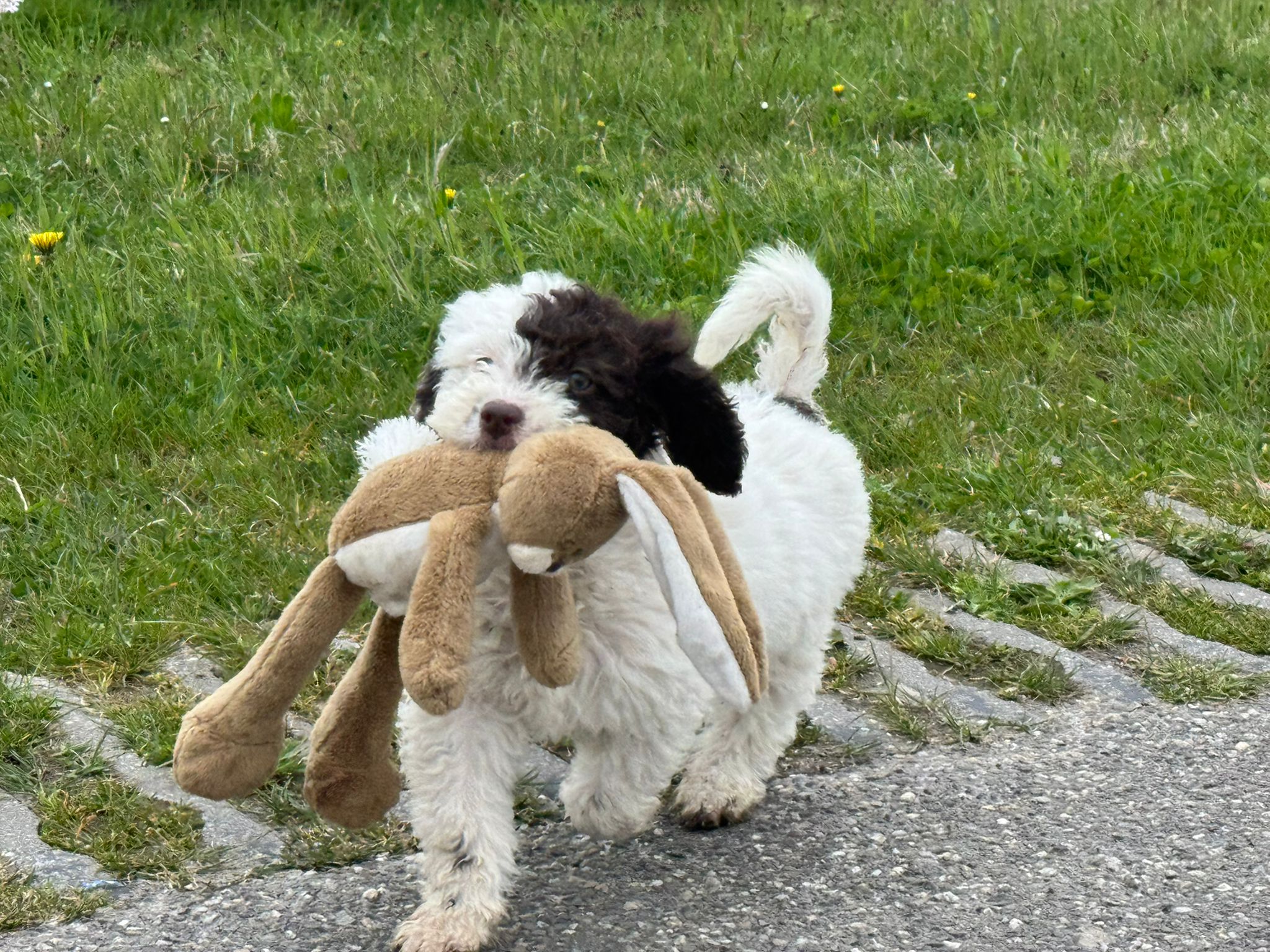Spaanse Waterhond pup teefje