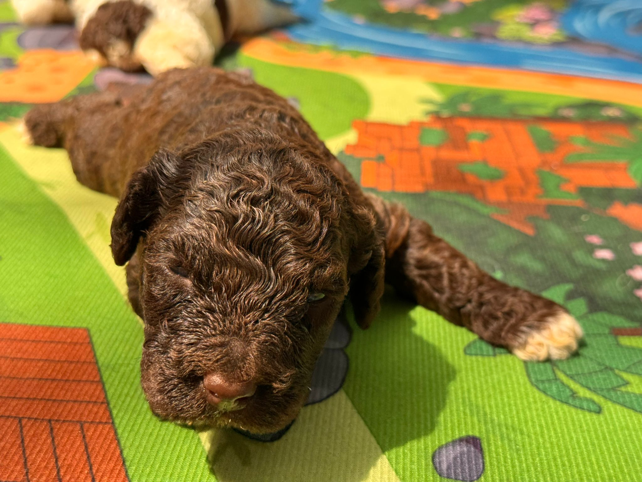 Spaanse Waterhond pups