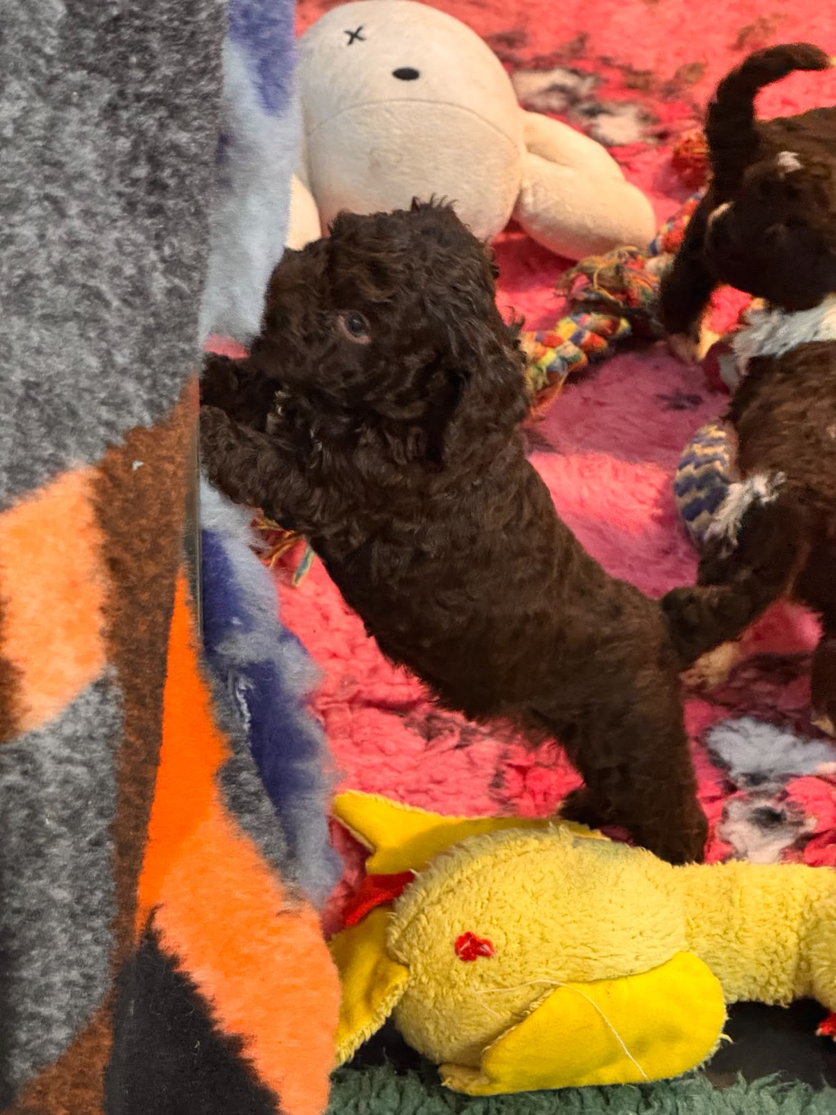 Spaanse Waterhond pups beschikbaar