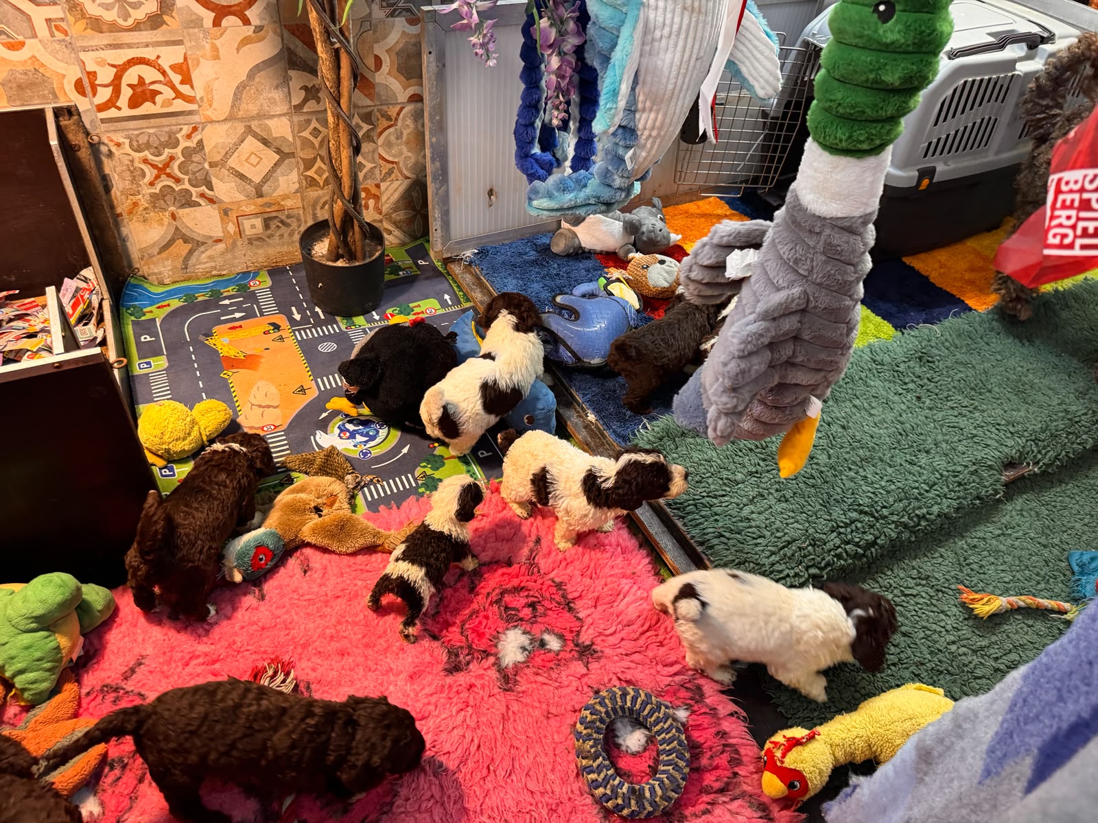 Spaanse Waterhond pups beschikbaar