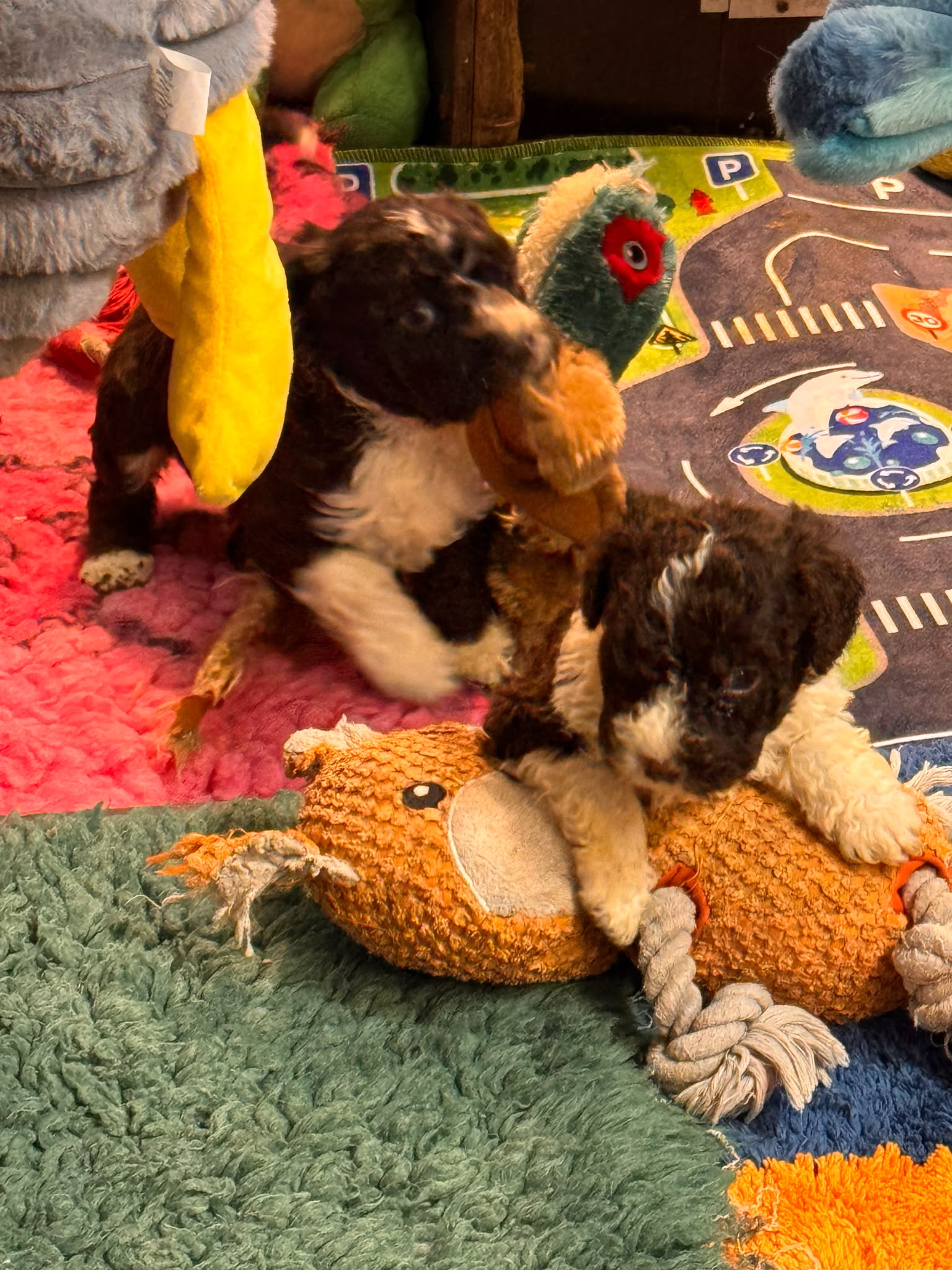 Spaanse Waterhond pups beschikbaar