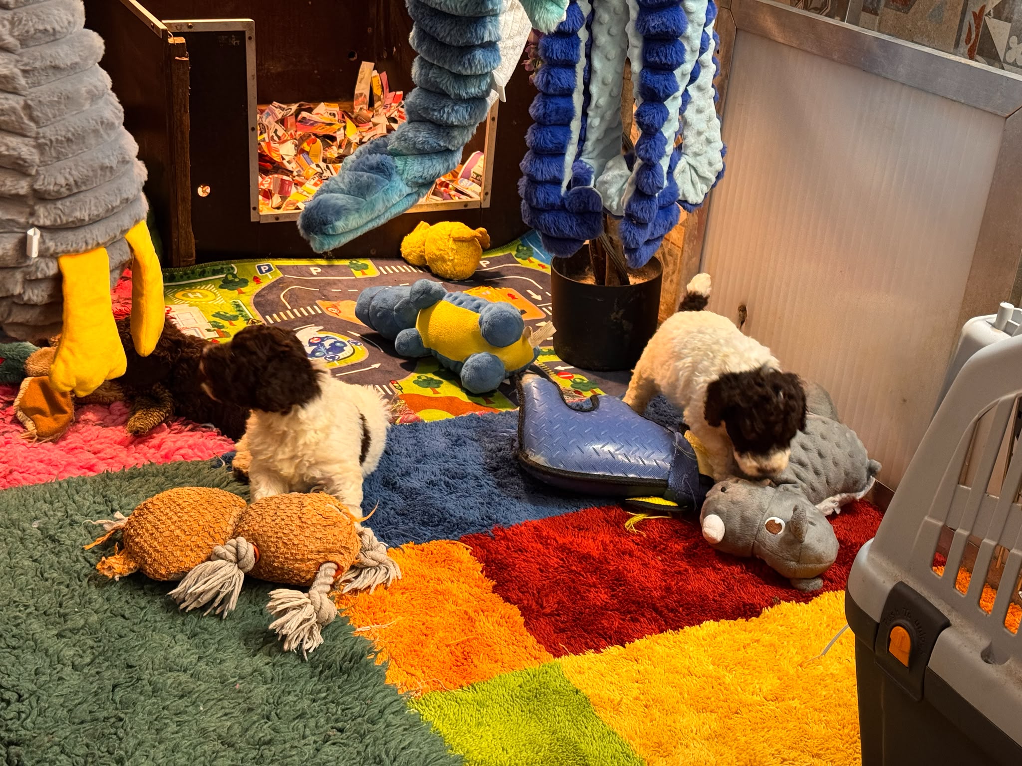 Spaanse Waterhond pups beschikbaar
