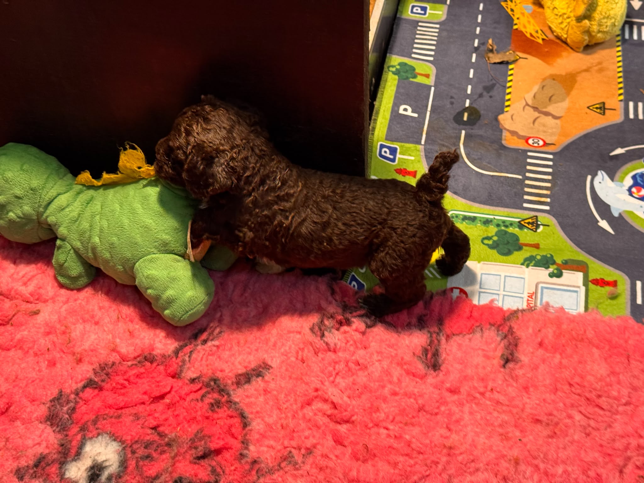 Spaanse Waterhond pups beschikbaar