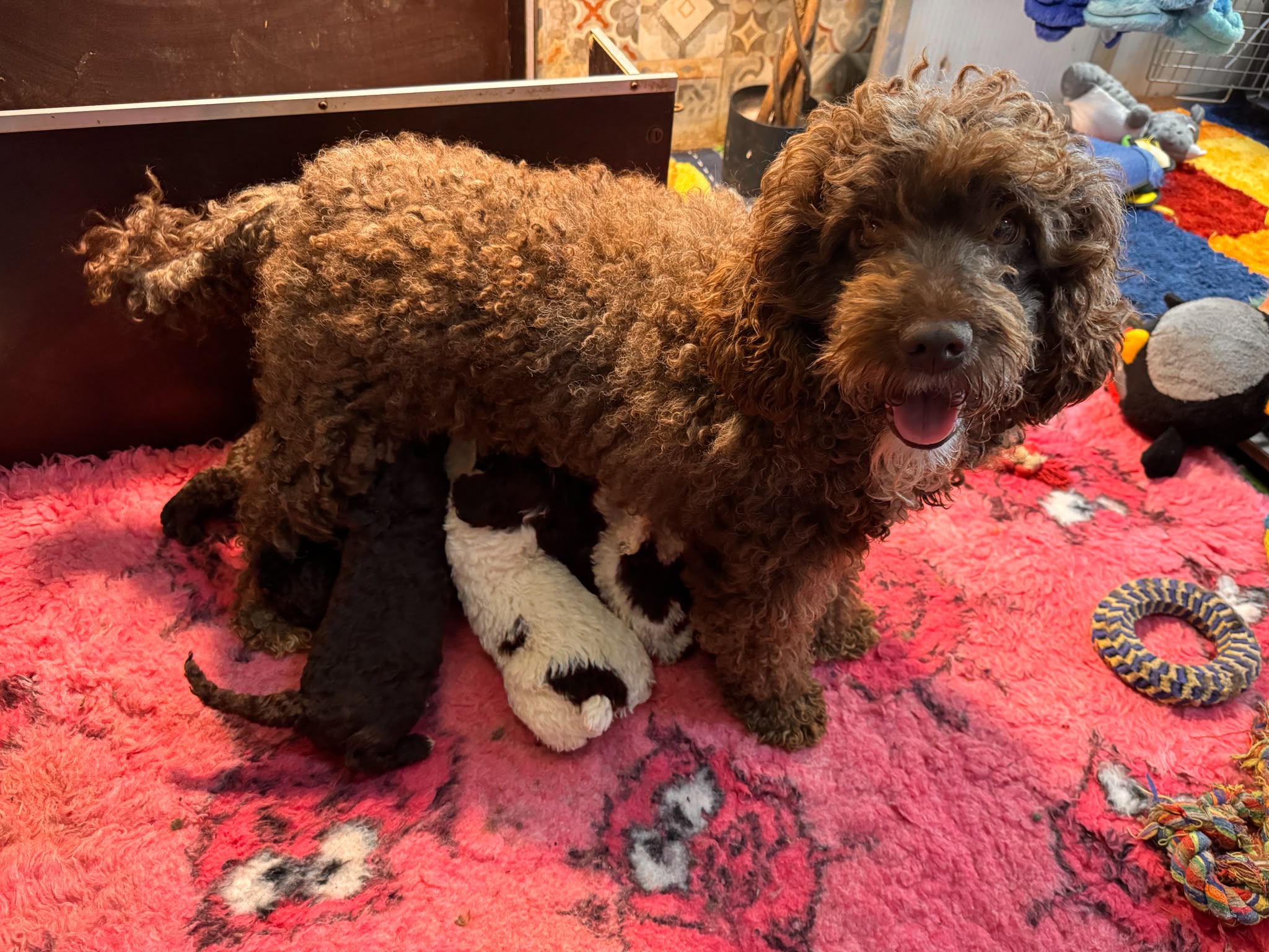 Spaanse Waterhond pups beschikbaar