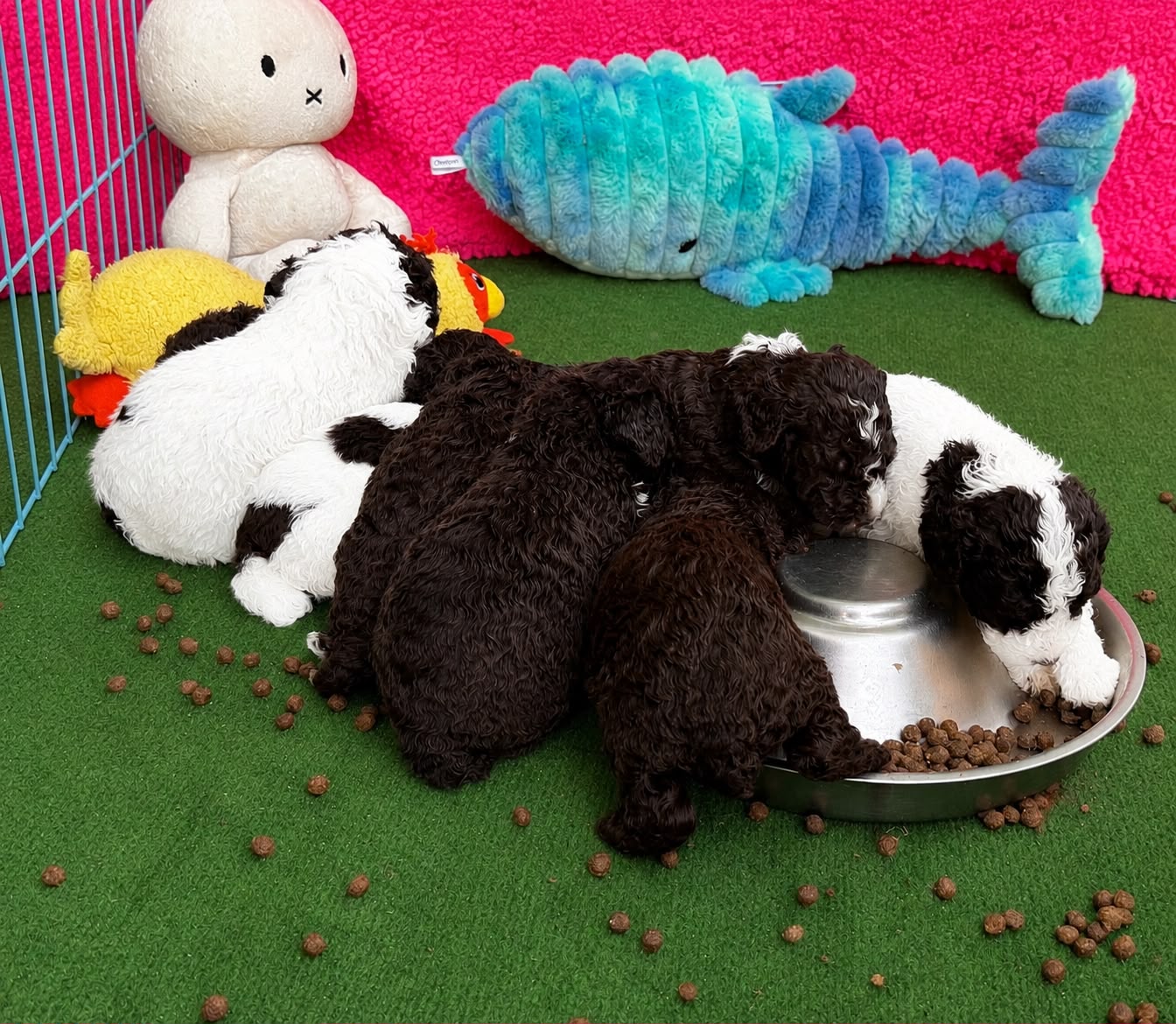 Spaanse Waterhonden pups bruin, 4 weken oud