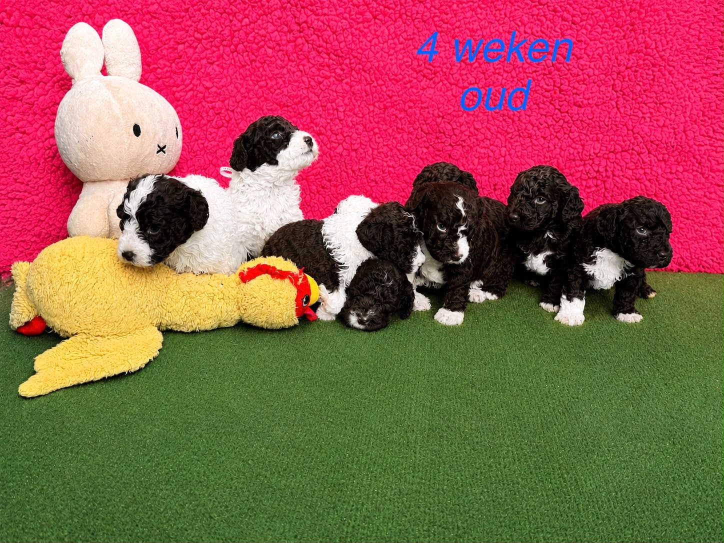 Spaanse Waterhonden pups bruin, 4 weken oud