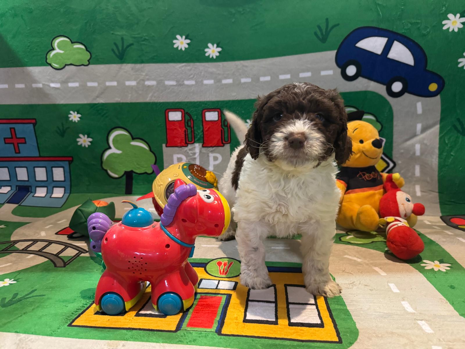 Spaanse Waterhond pup reutje Jos