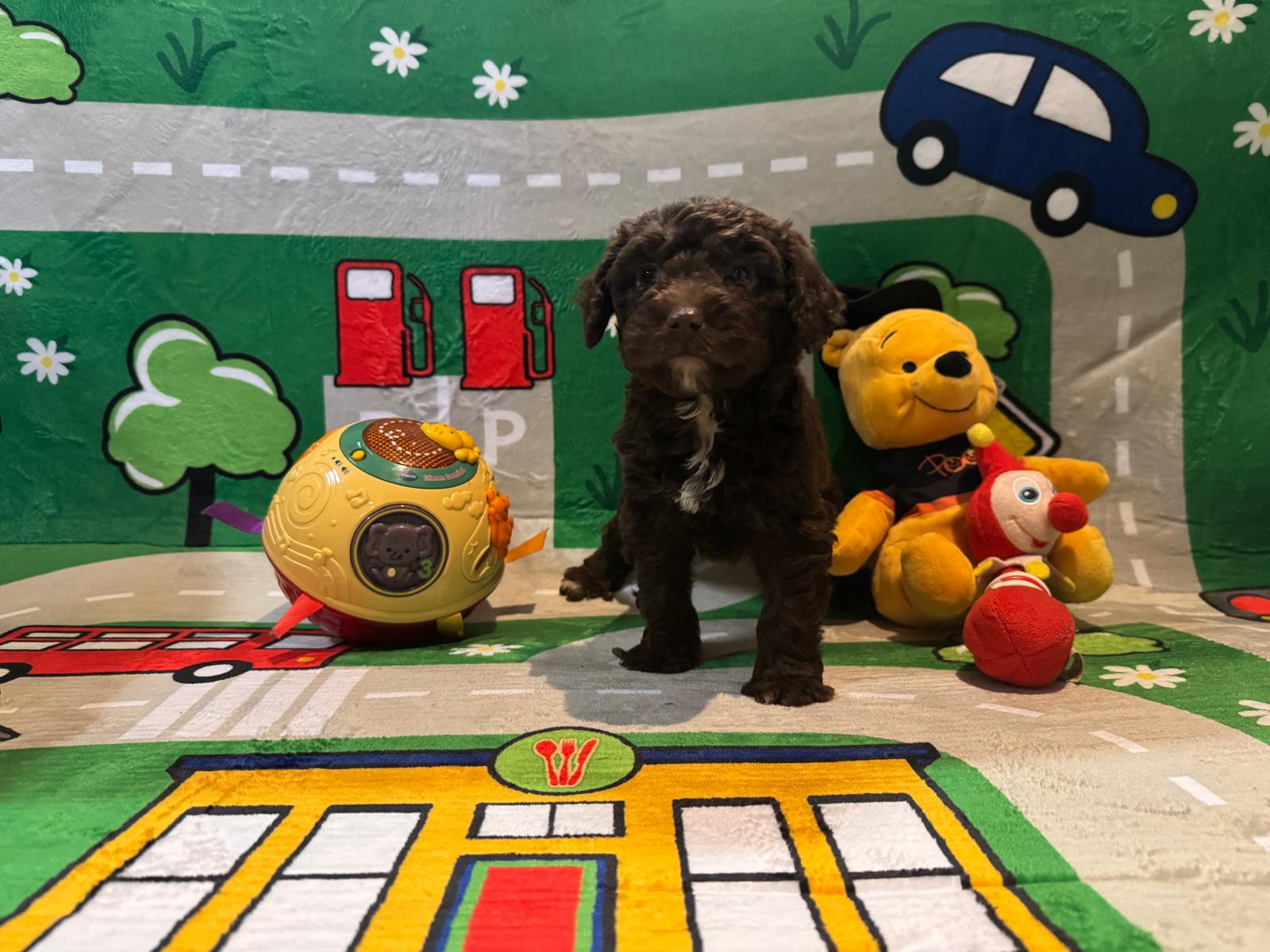 Spaanse Waterhond pup reutje 1
