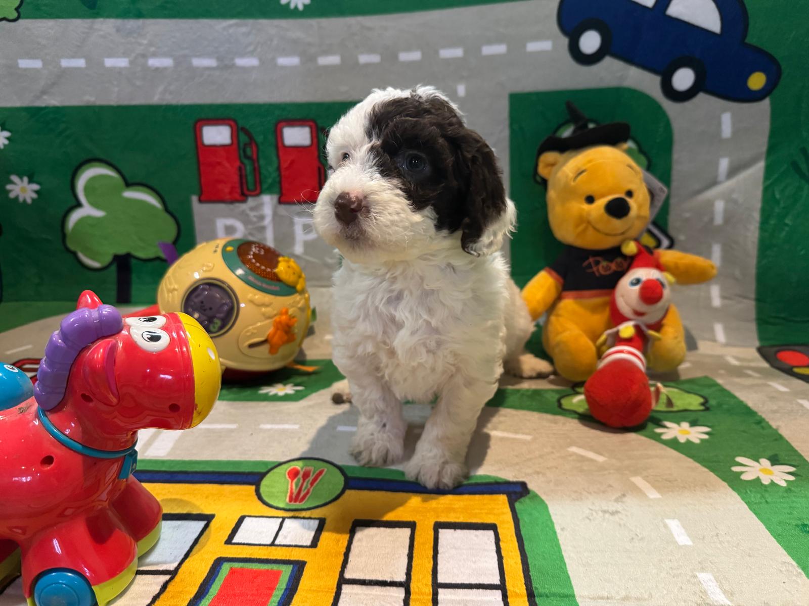 Spaanse Waterhond pup teefje 3