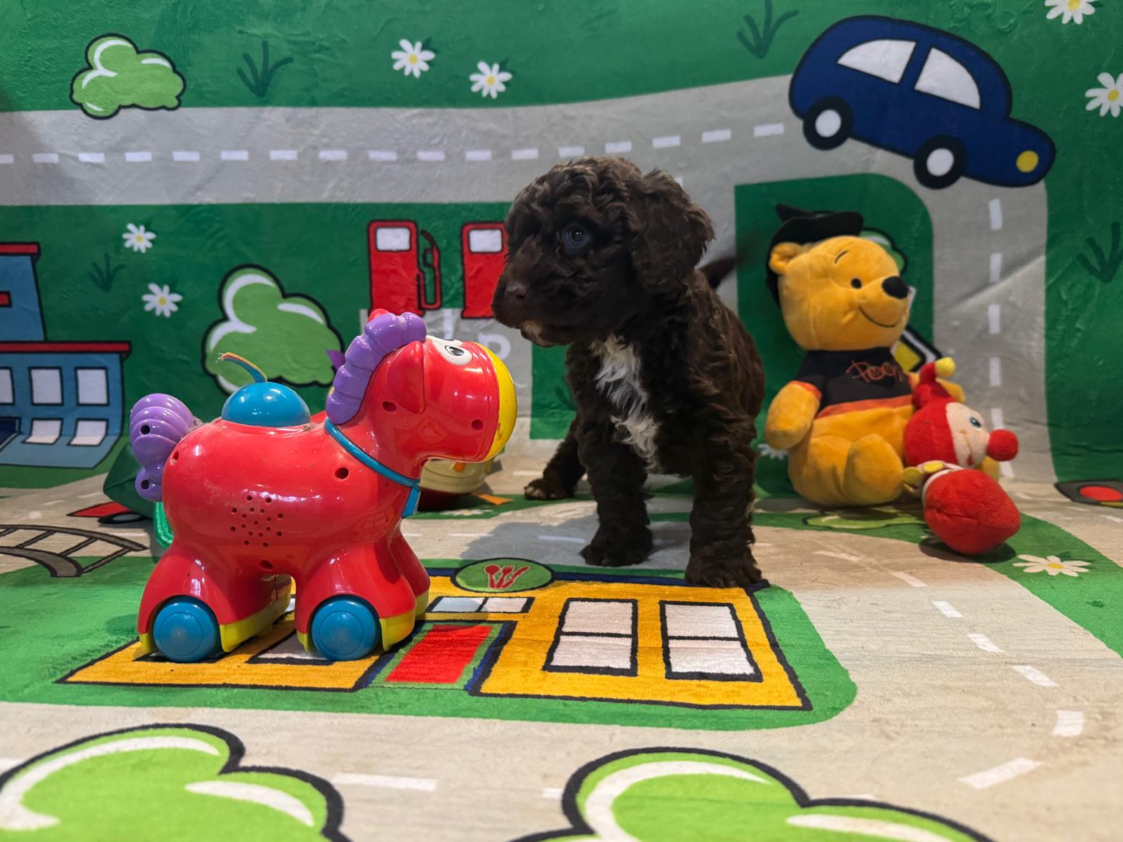 Spaanse Waterhond pup reutje 2