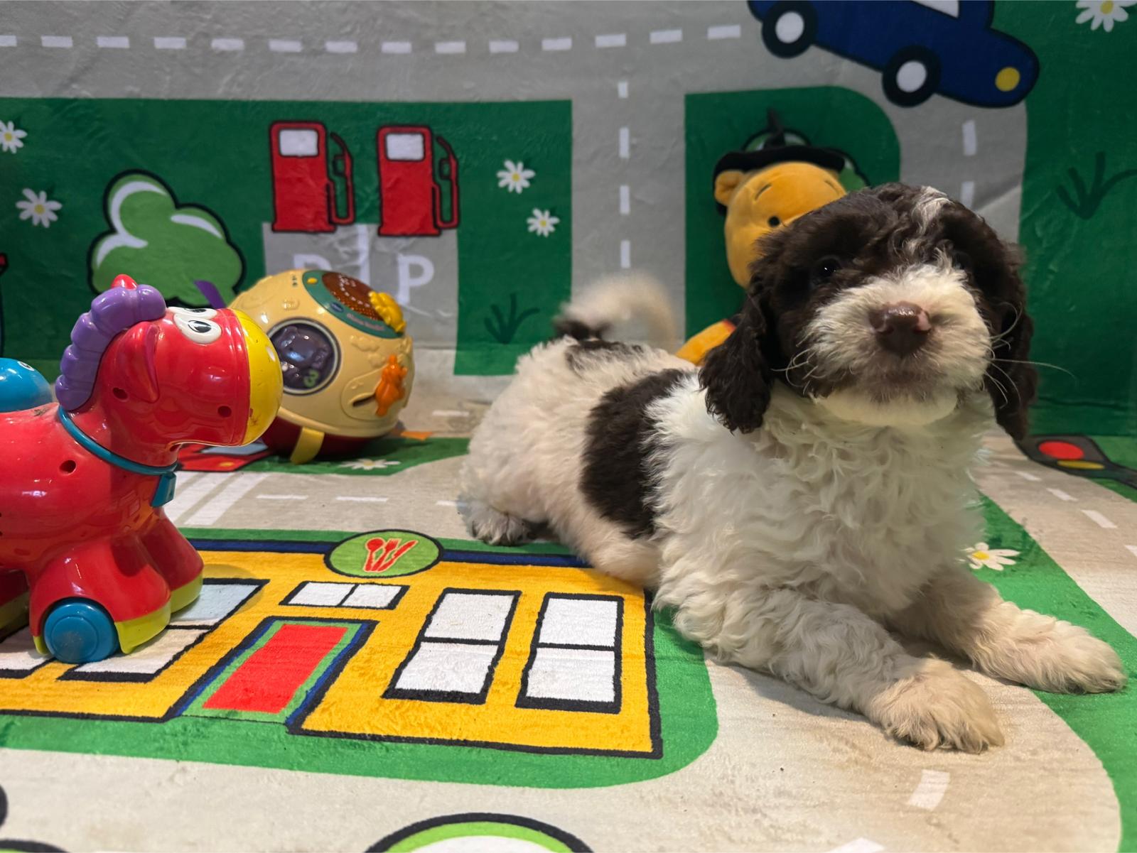 Spaanse Waterhond pup teefje Zora