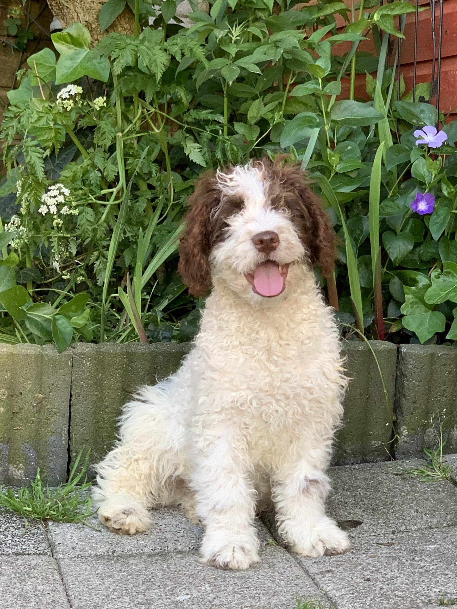 Spaanse Waterhond pup