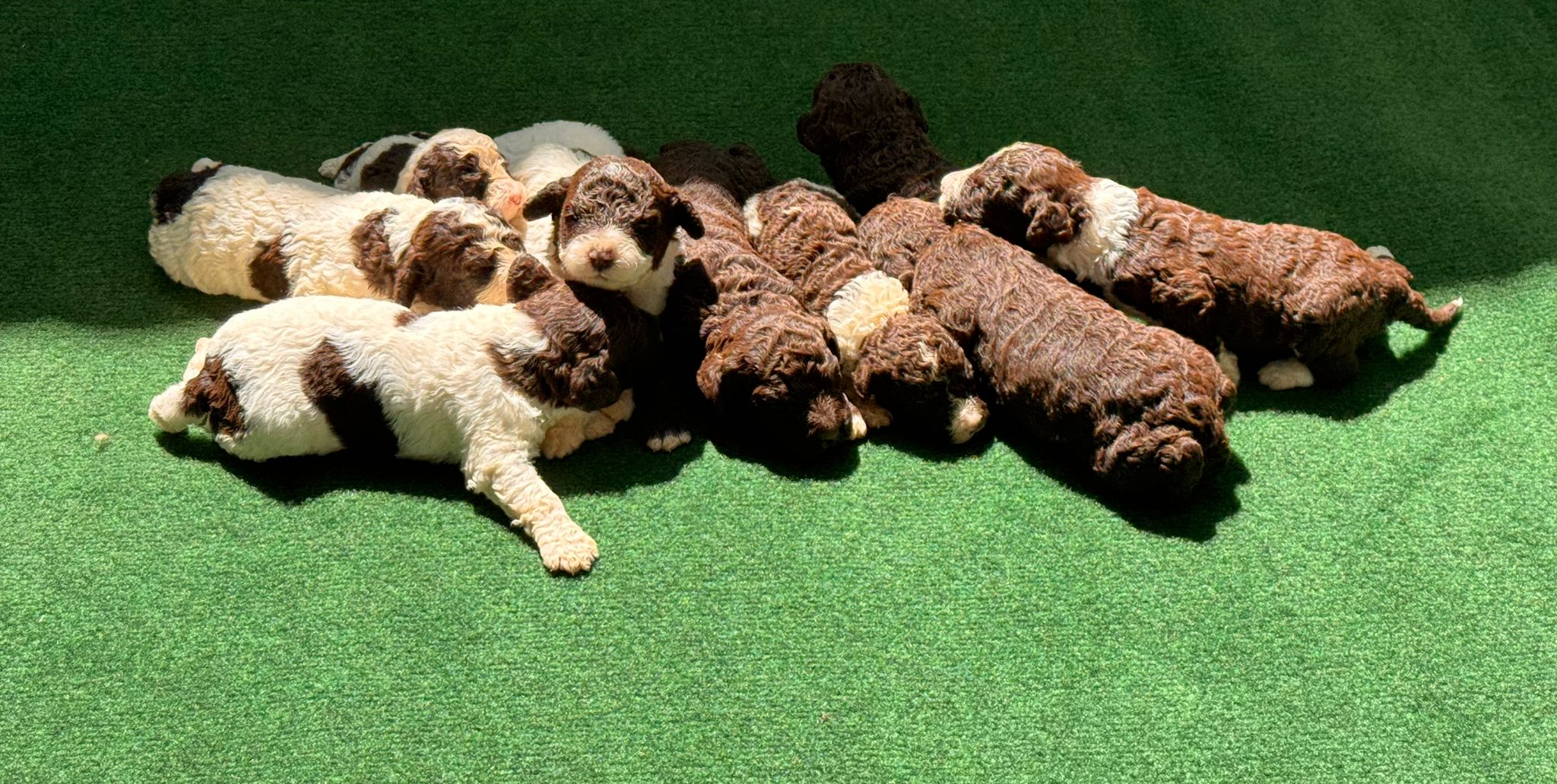 Spaanse Waterhond pups