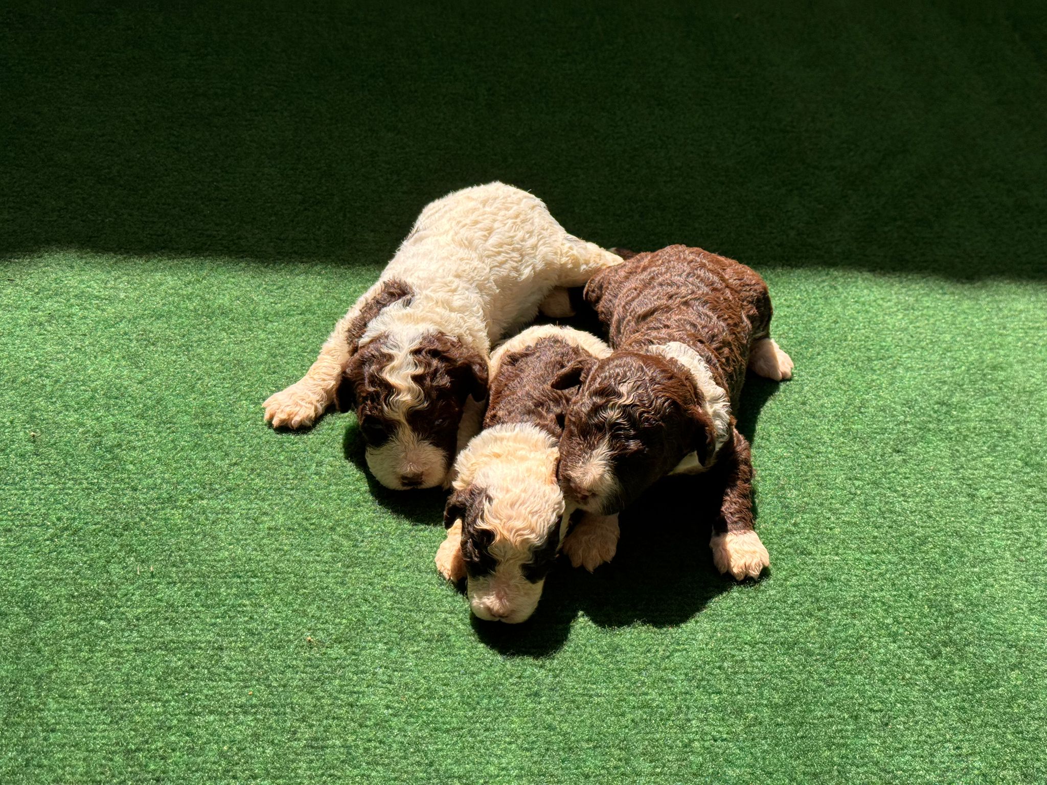 Spaanse Waterhond pups