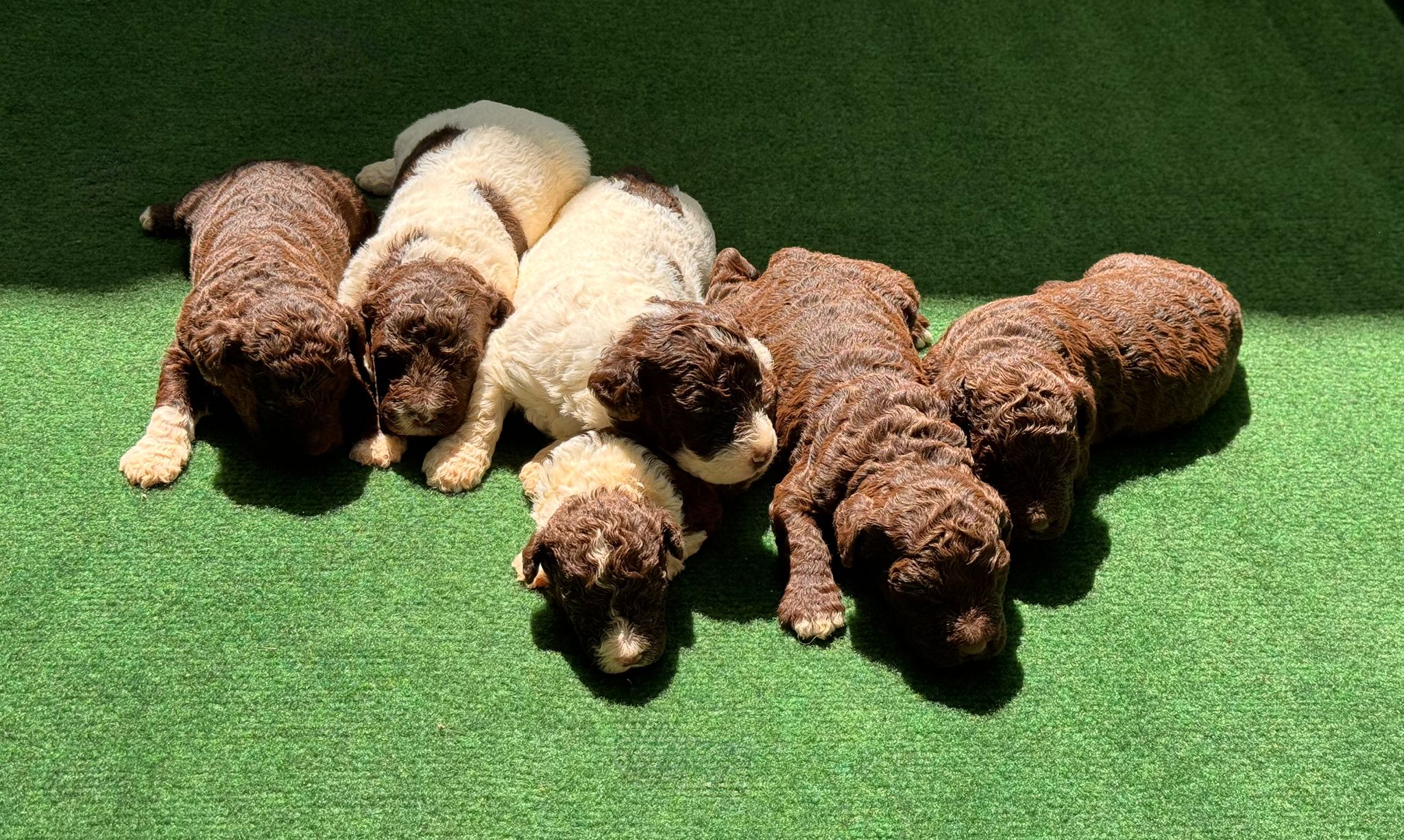 Spaanse Waterhond pups