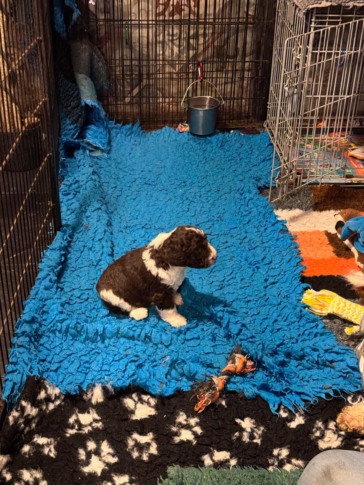 Spaanse Waterhond pup