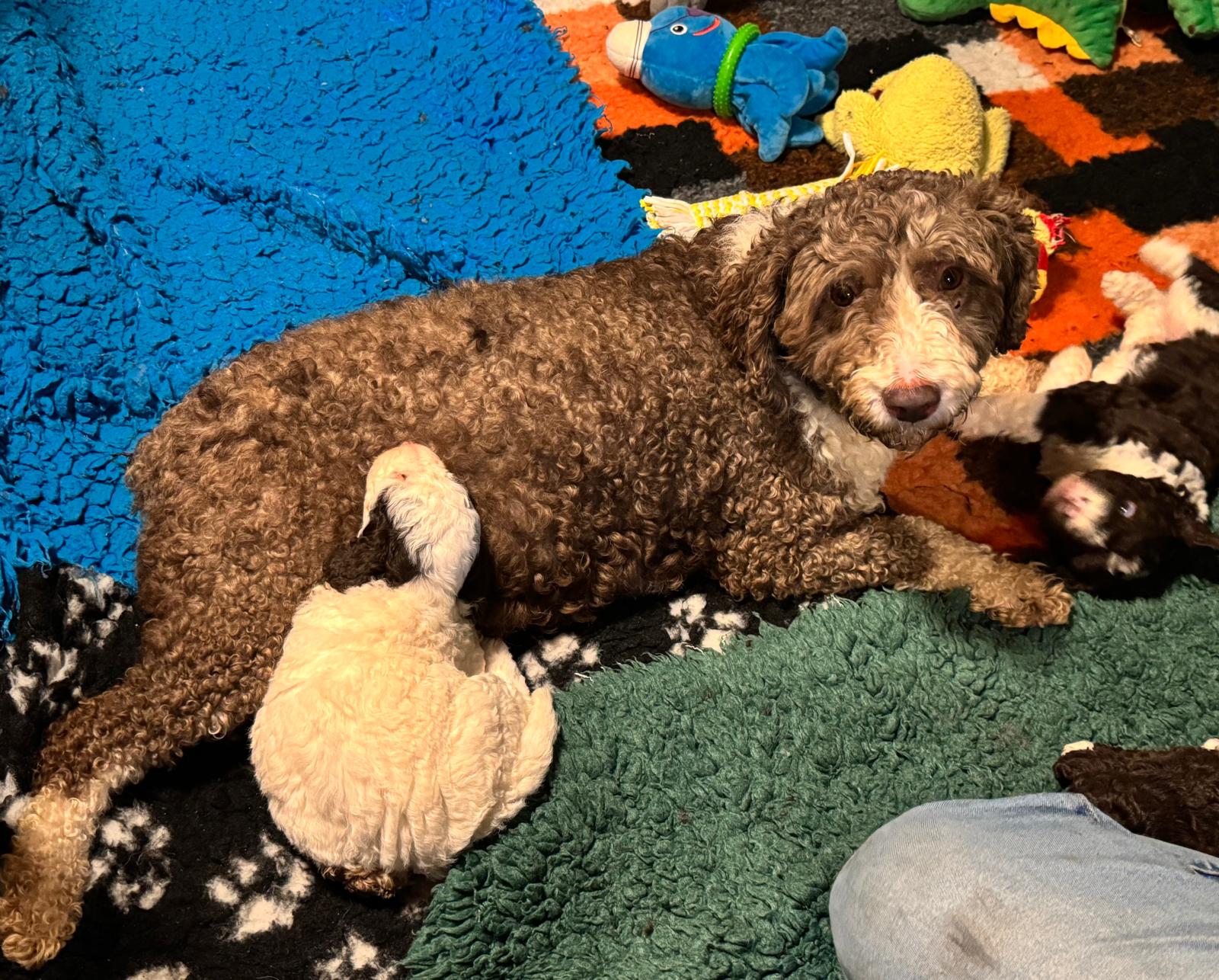 Spaanse Waterhond pup