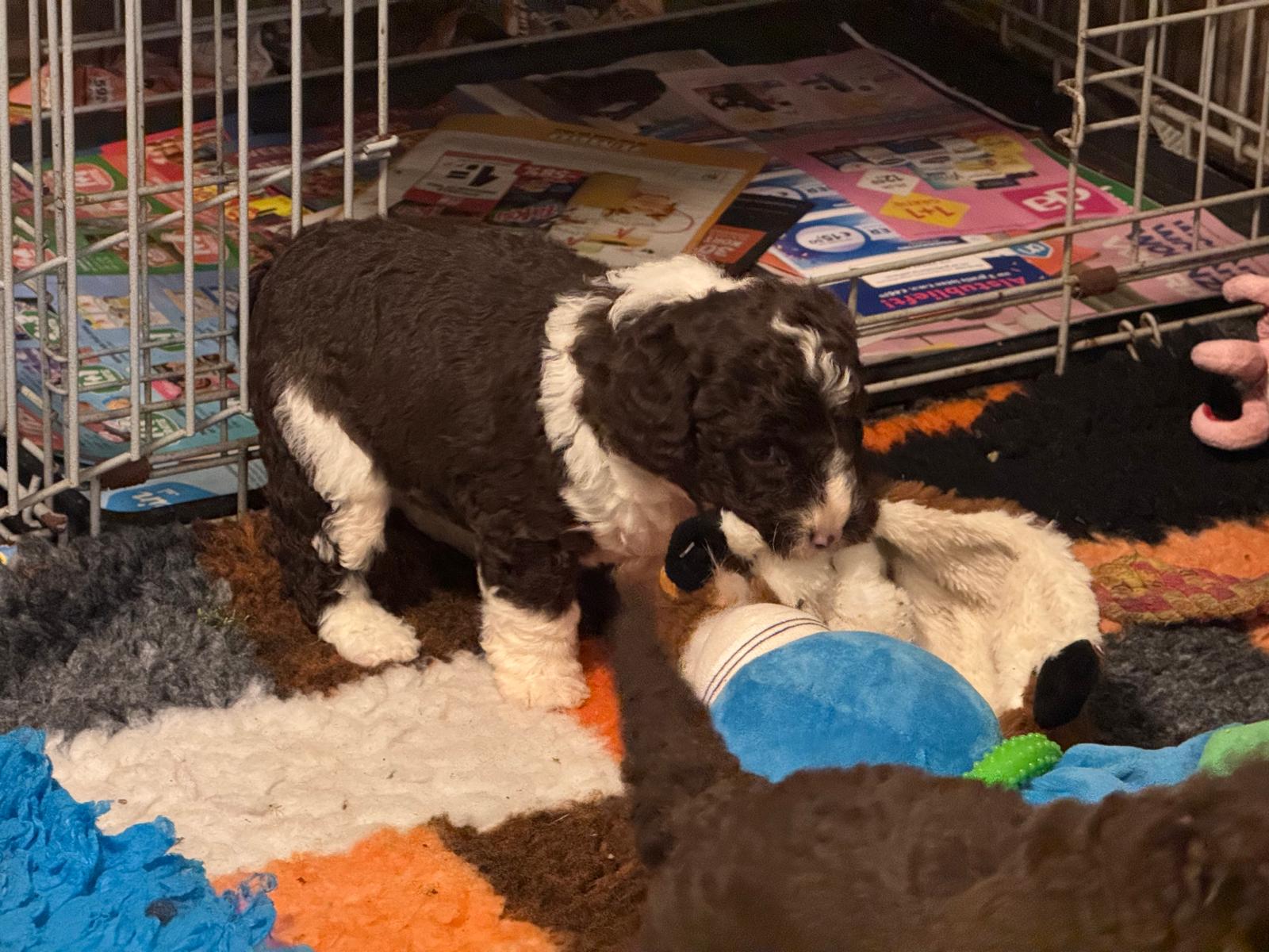 Spaanse Waterhond pup