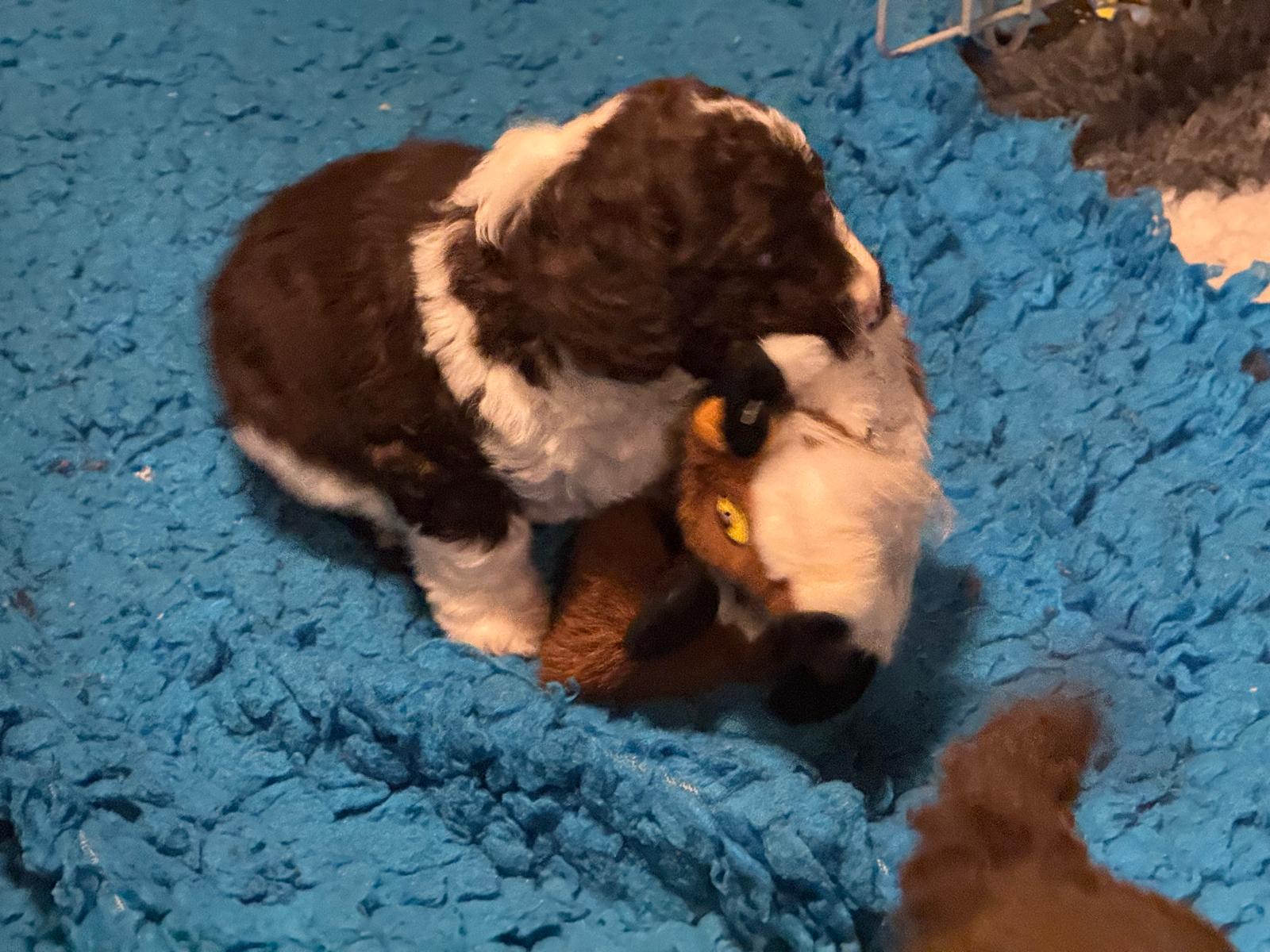 Spaanse Waterhond pup