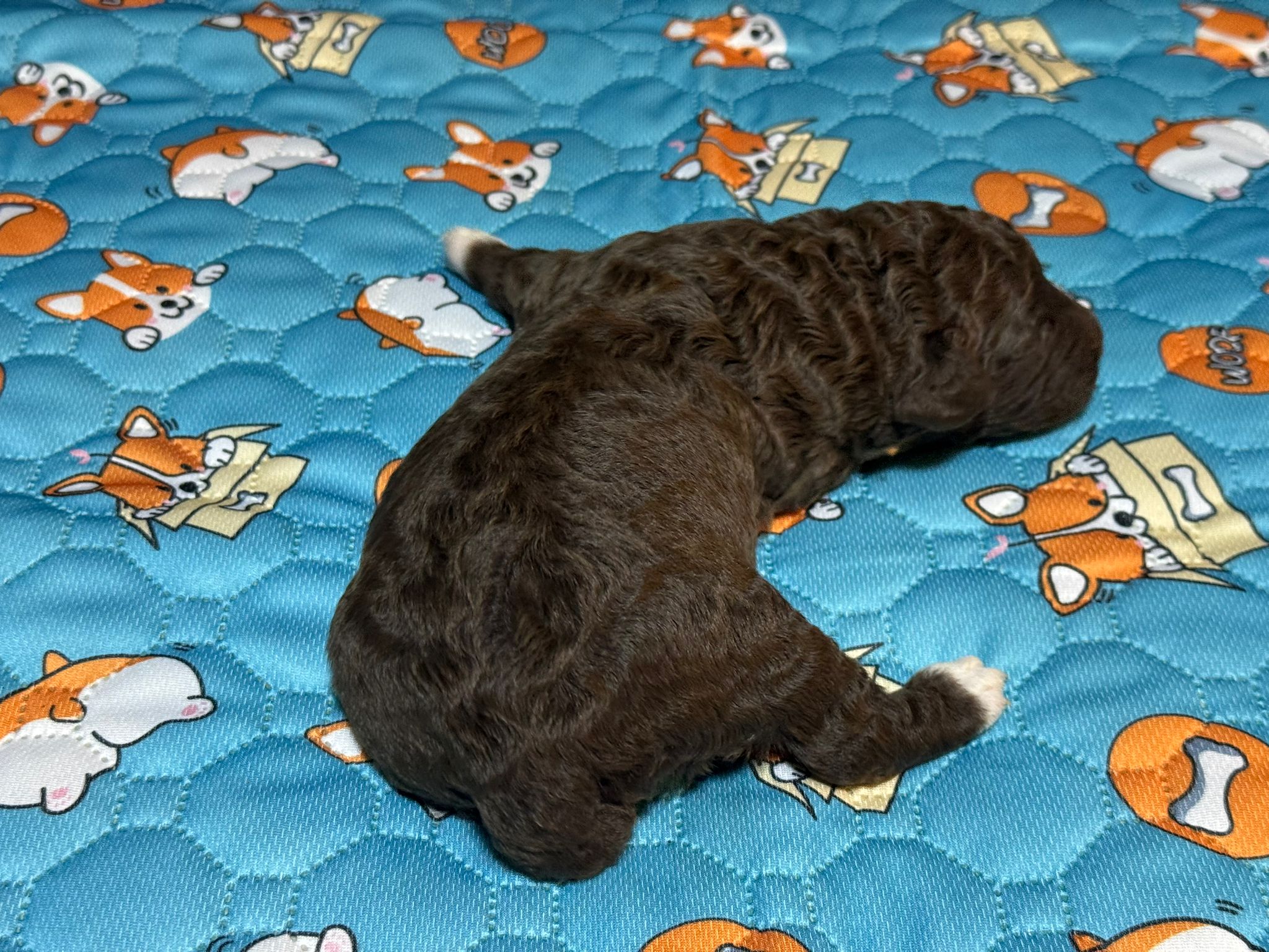 Spaanse Waterhond reutje 2