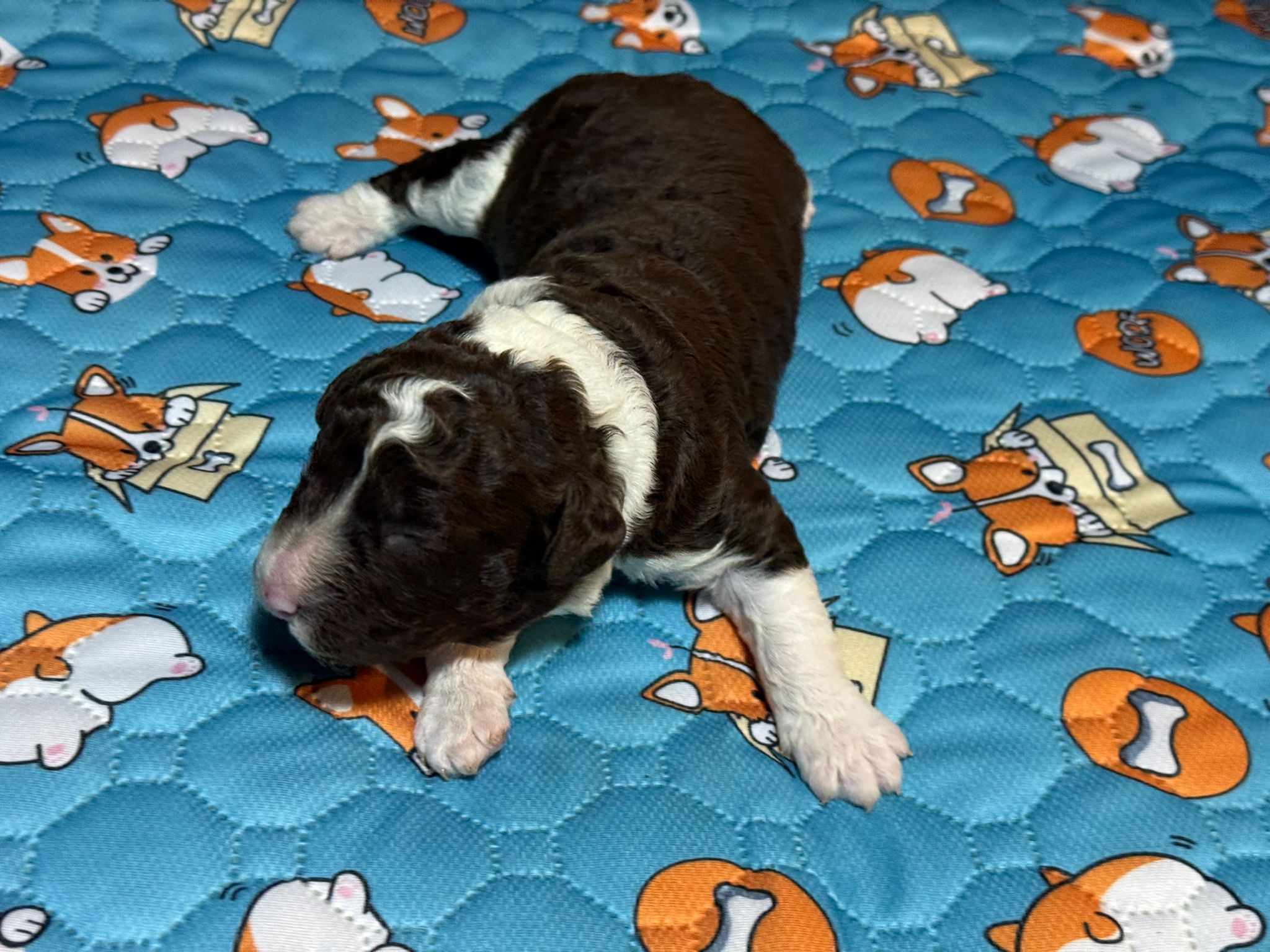 Spaanse waterhond pup reu 1