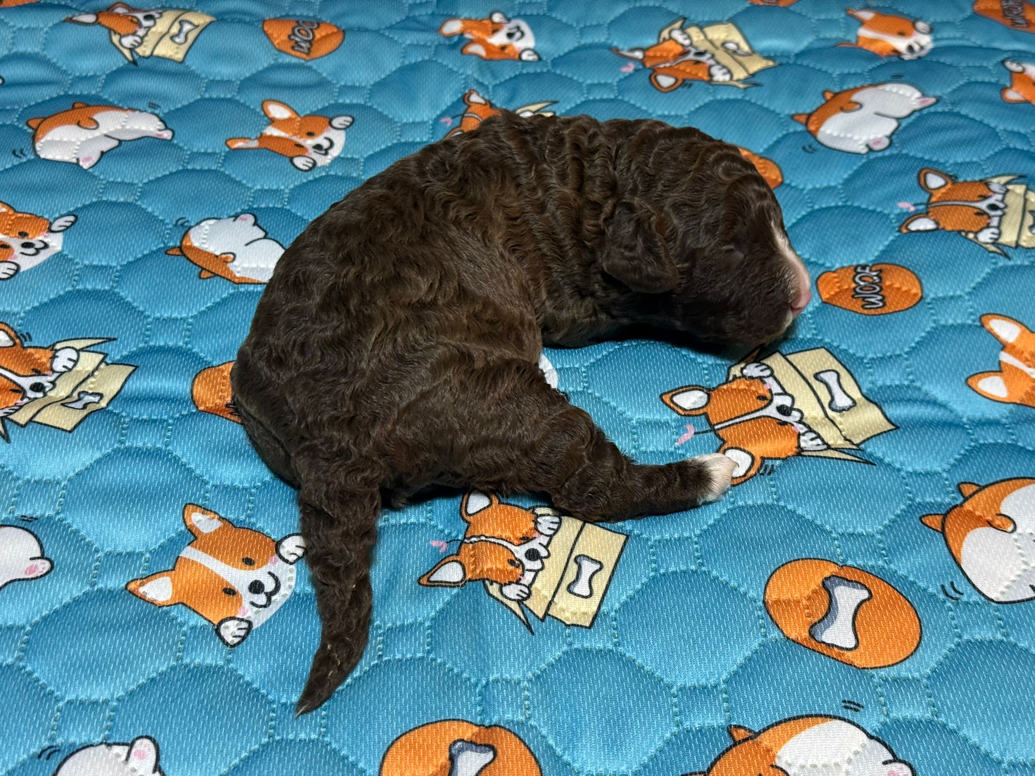 Spaanse Waterhond teefje 2