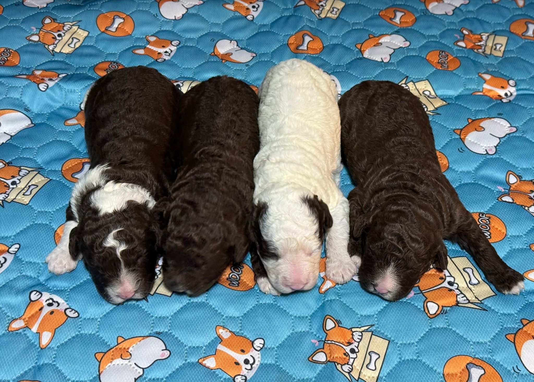 Spaanse Waterhond pups