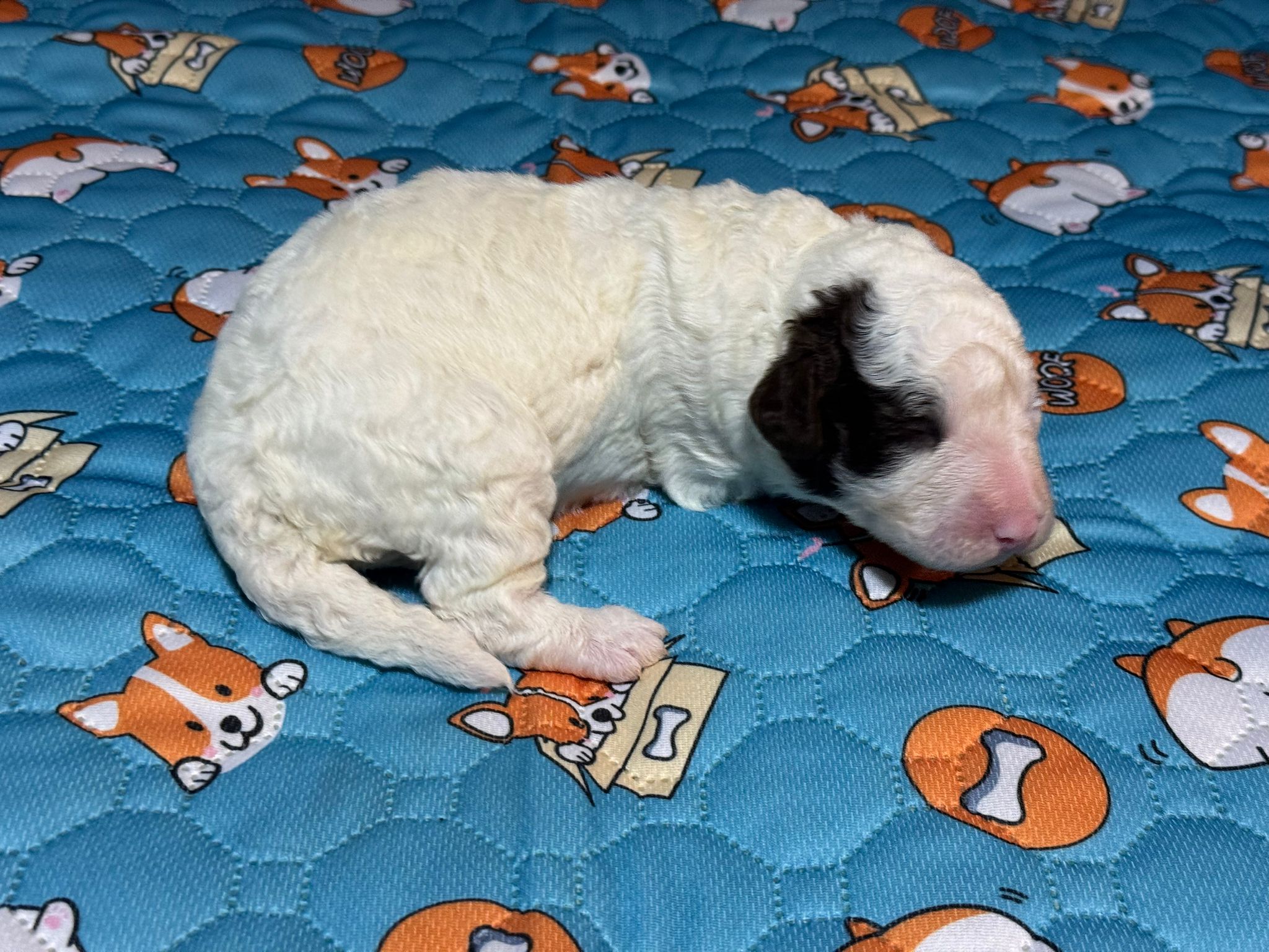 Spaanse Waterhond pup teefje 1