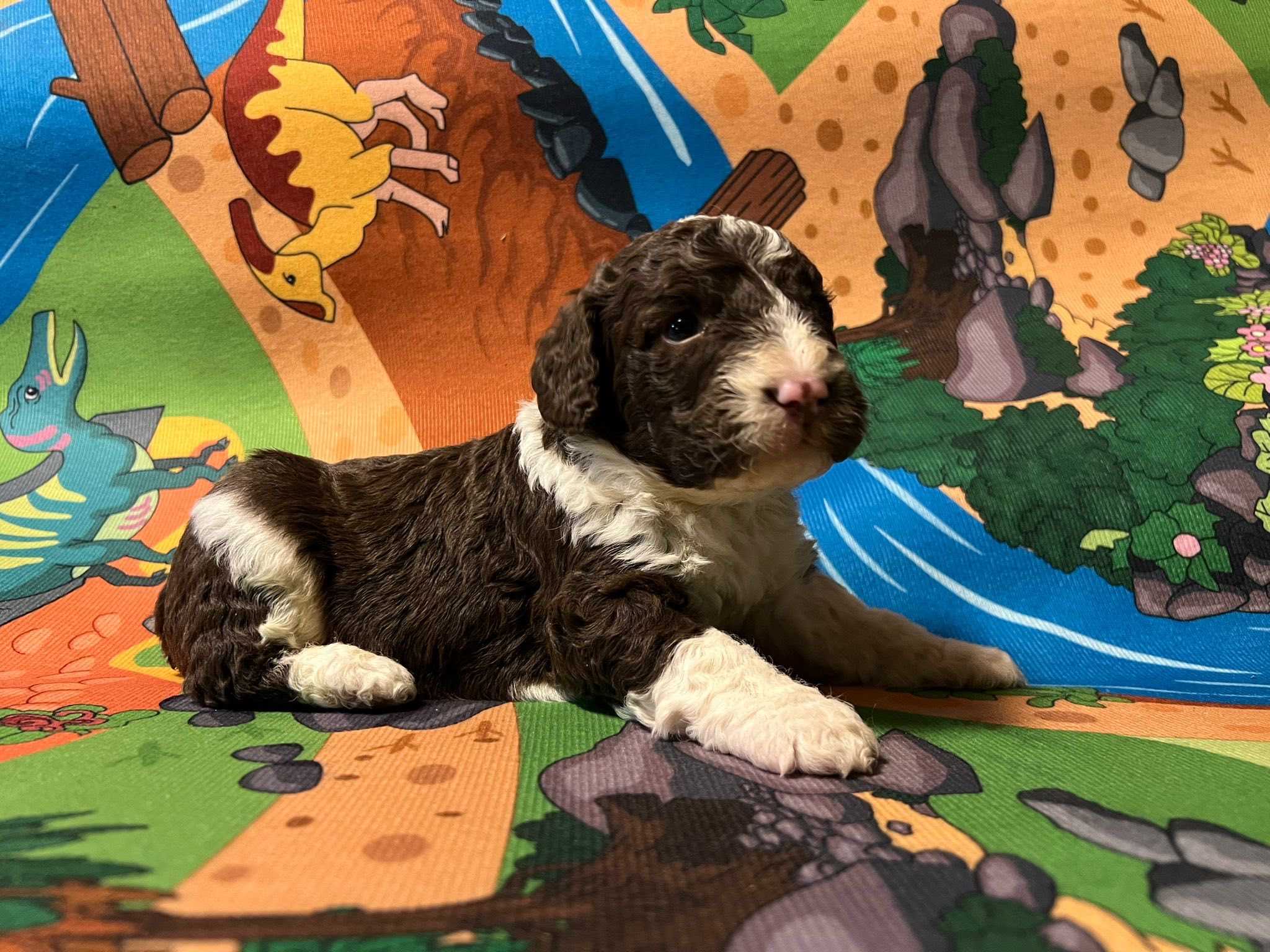 Spaanse Waterhond bruin-wit reutje