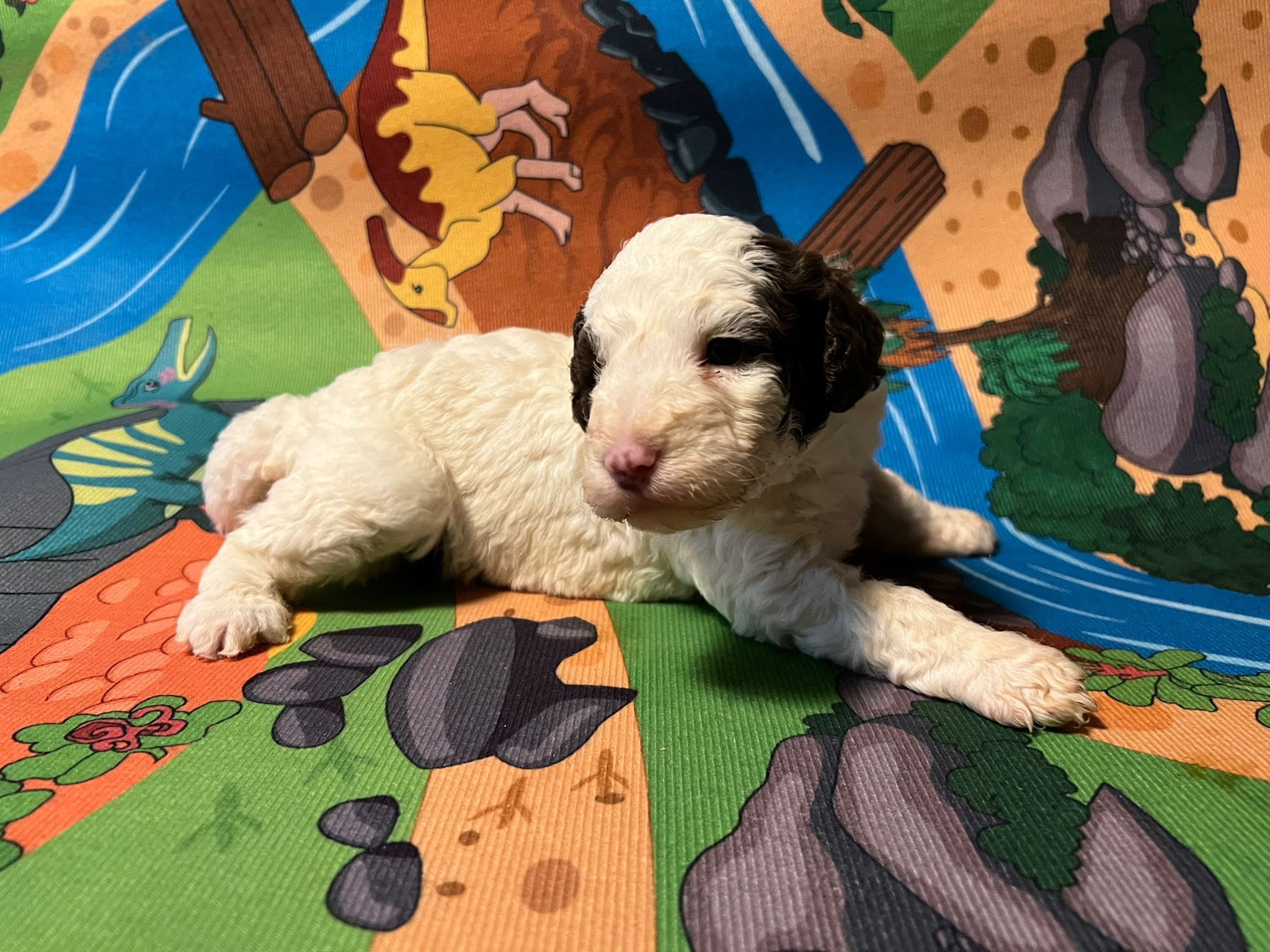 Spaanse Waterhond wit-bruin teefje