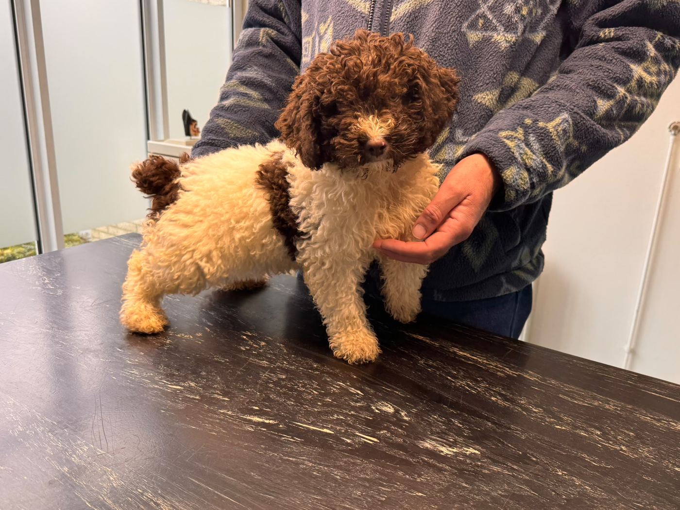 Beschikbaar wit-bruine Spaanse Waterhond pup bij de dierenarts, foto 4
