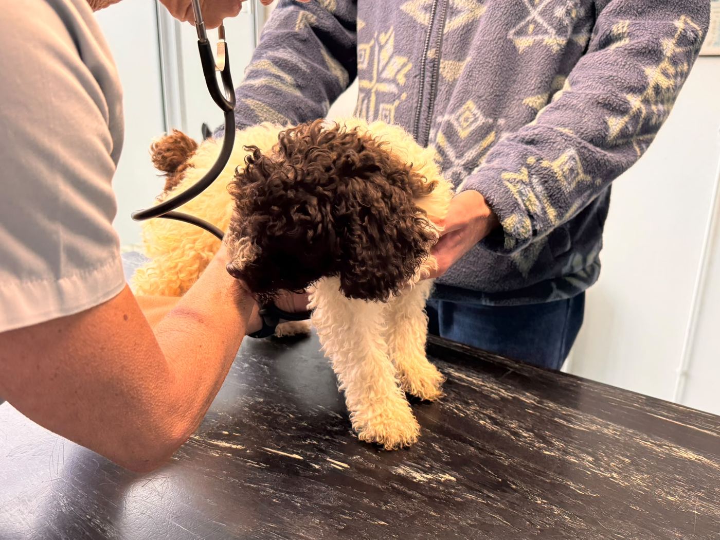 Beschikbaar wit-bruine Spaanse Waterhond pup bij de dierenarts, foto 6