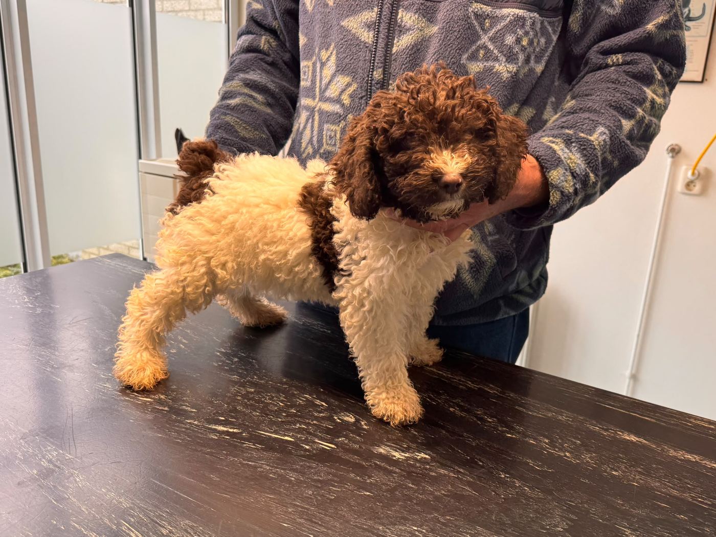 Beschikbaar wit-bruine Spaanse Waterhond pup bij de dierenarts, foto 1