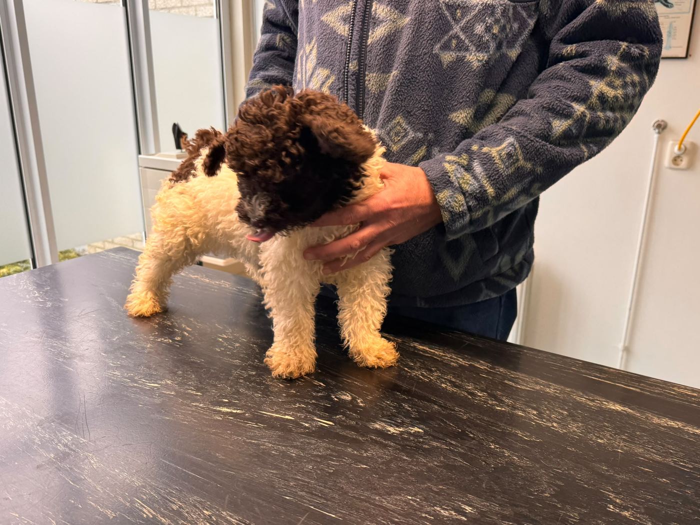 Beschikbaar wit-bruine Spaanse Waterhond pup bij de dierenarts, foto 3
