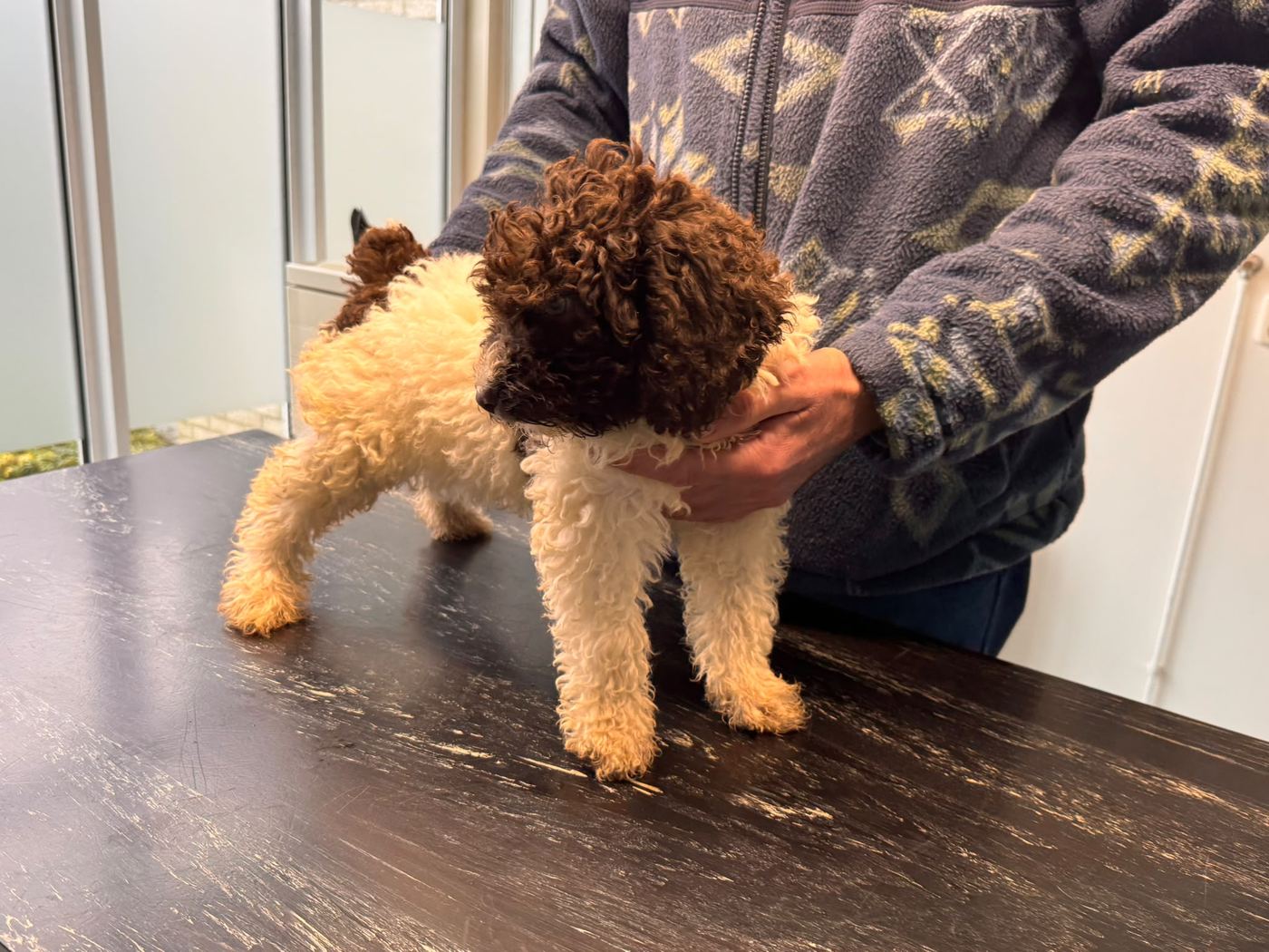 Beschikbaar wit-bruine Spaanse Waterhond pup bij de dierenarts, foto 2