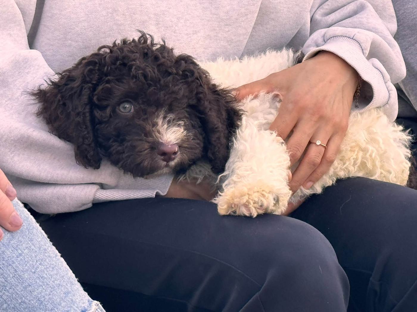 Spaanse Waterhond pup beschikbaar