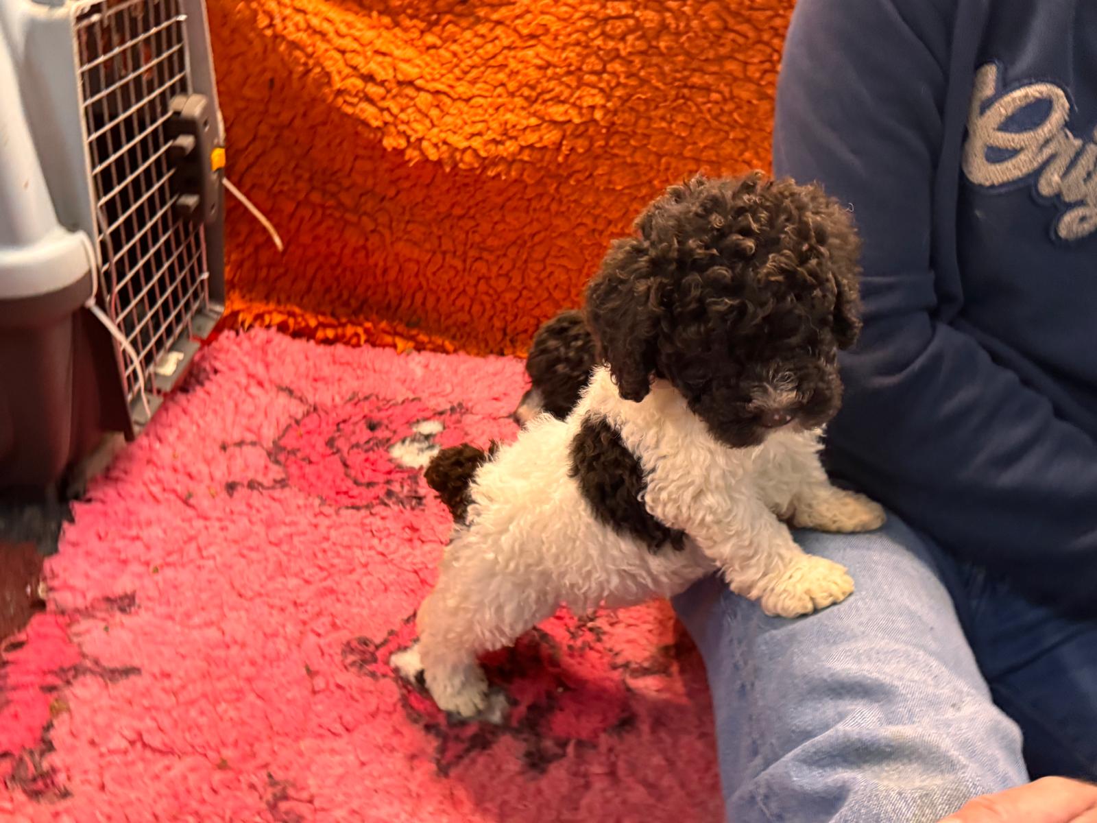 Spaanse Waterhond pup beschikbaar 