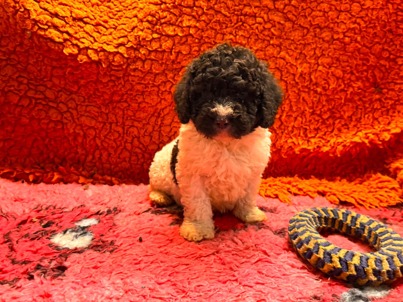 Spaanse Waterhond pup beschikbaar 