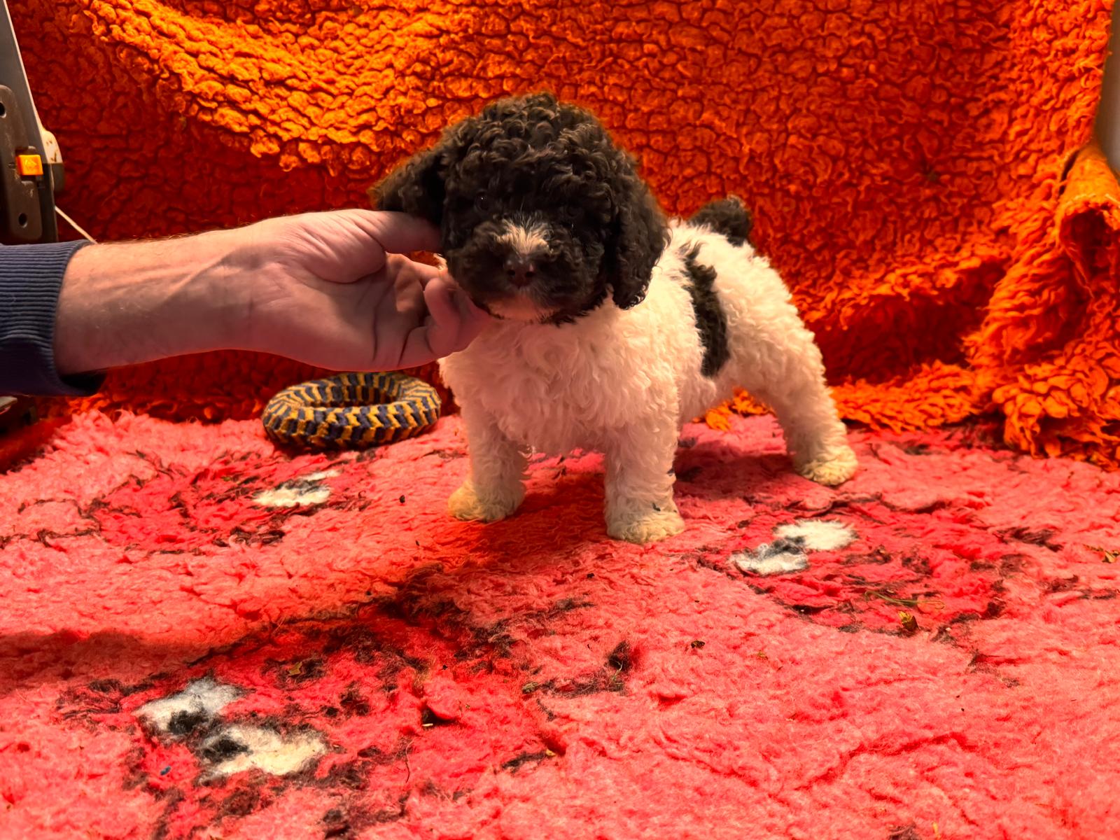 Spaanse Waterhond pup beschikbaar 