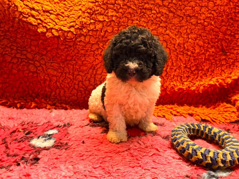 Spaanse Waterhond pup beschikbaar 