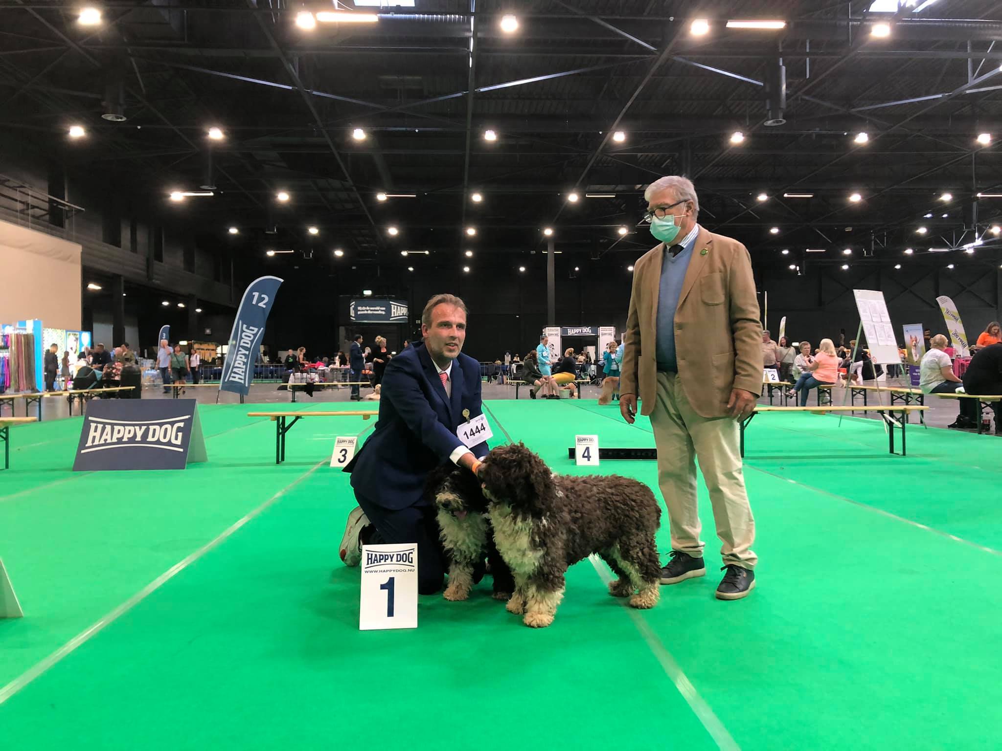 Spaanse Waterhonden Tentoonstelling maastricht dag 1 Beste Reu en Beste Teef