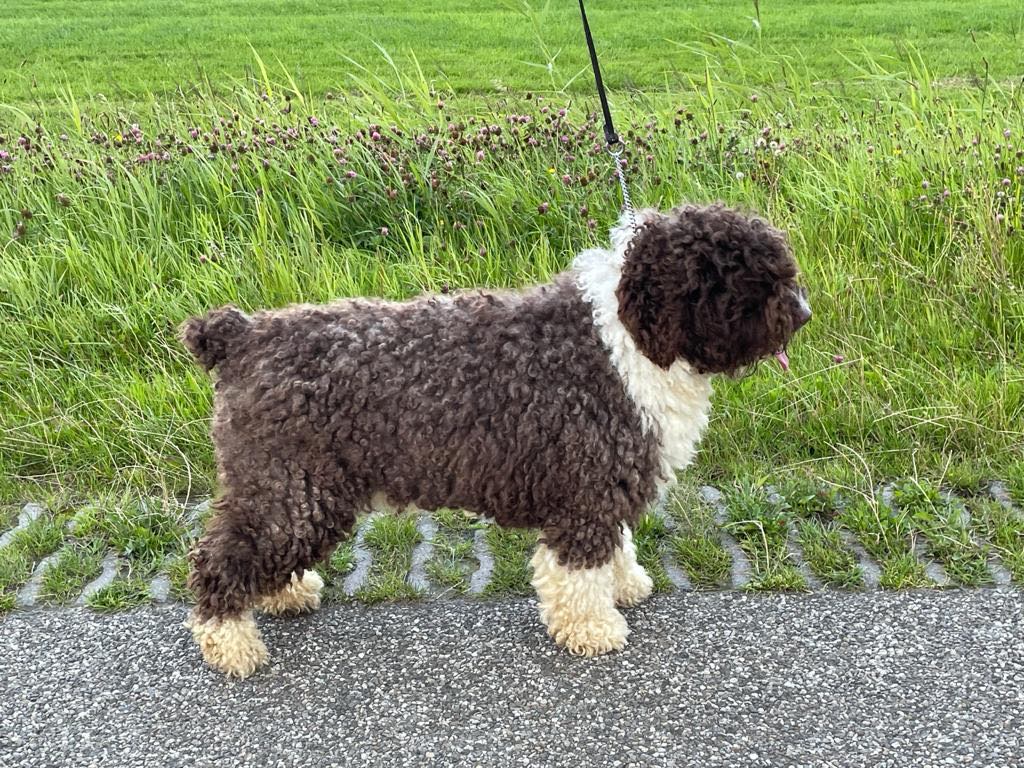 kompas Aanbod lanthaan Pups verwacht ! Spaanse Waterhonden ~ Perro de Agua Español