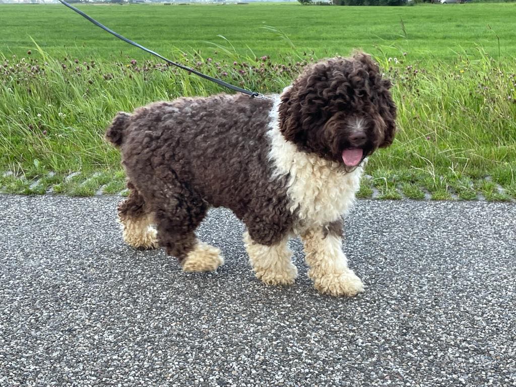 Spaanse Waterhond Zeb