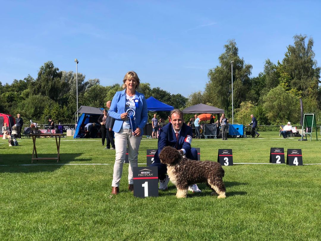 Spaanse Waterhond Kampioen Zeb