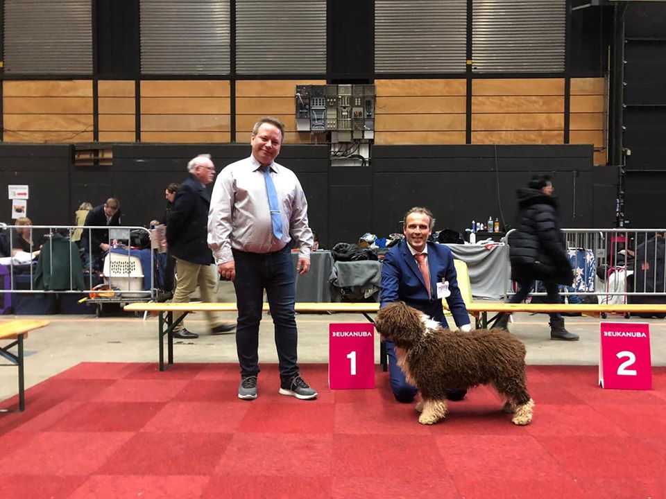Spaanse Waterhond bruin-wit Zeb, Beste van het Ras Groningen 2020