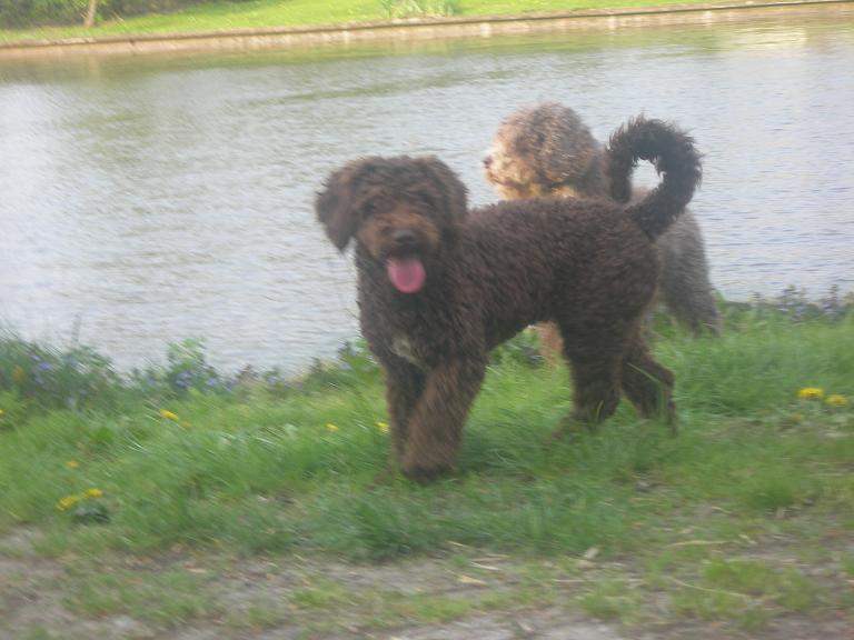 Twee Perros de Agua Espaol aan de waterkant