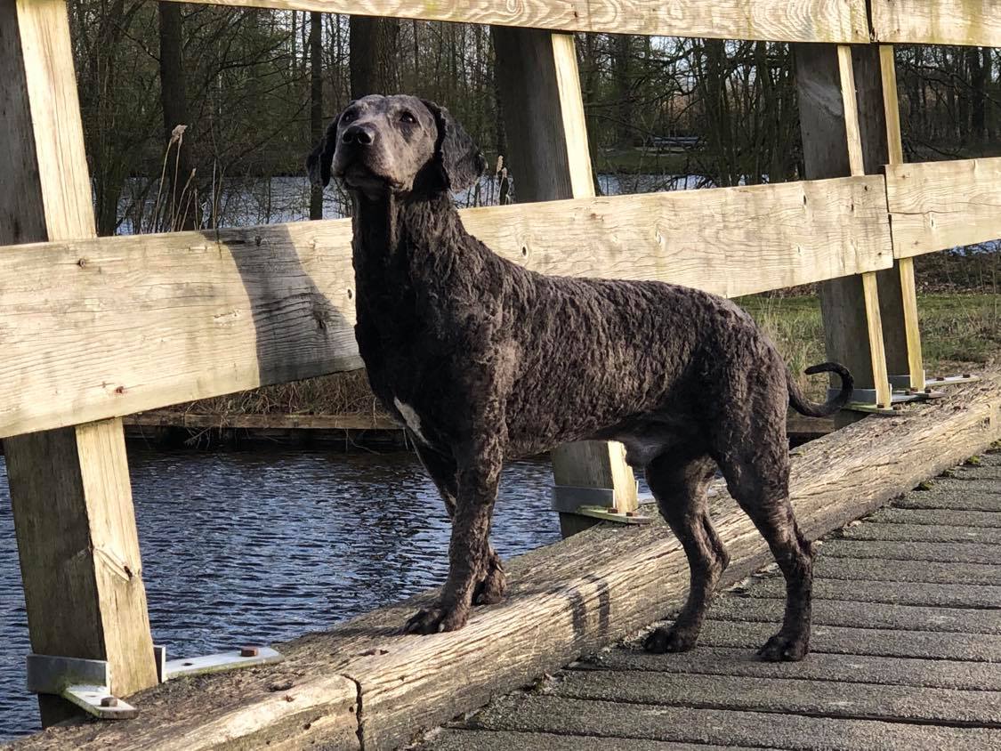 Spaanse waterhond Joop